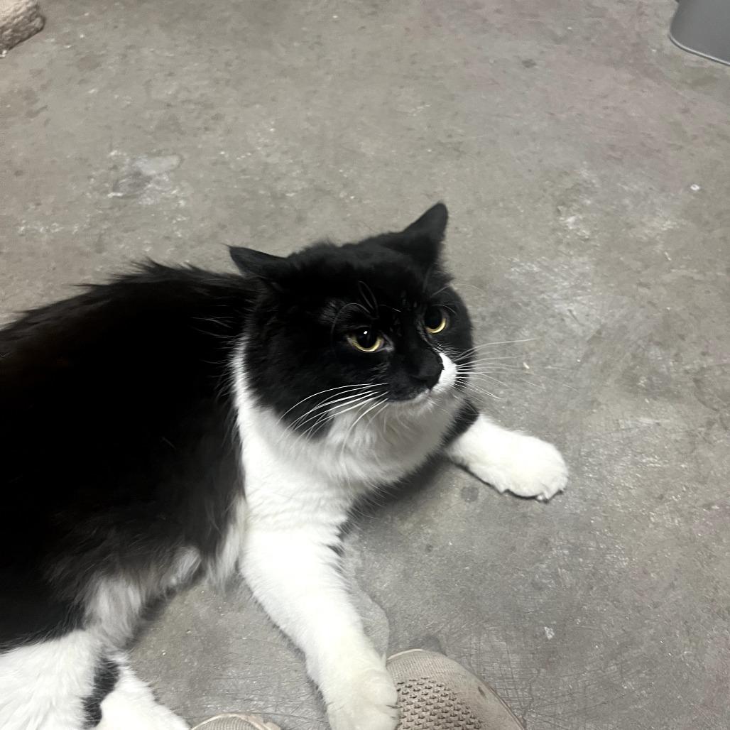 Lily Pad SB, Adopted, Young Female Domestic Medium Hair.