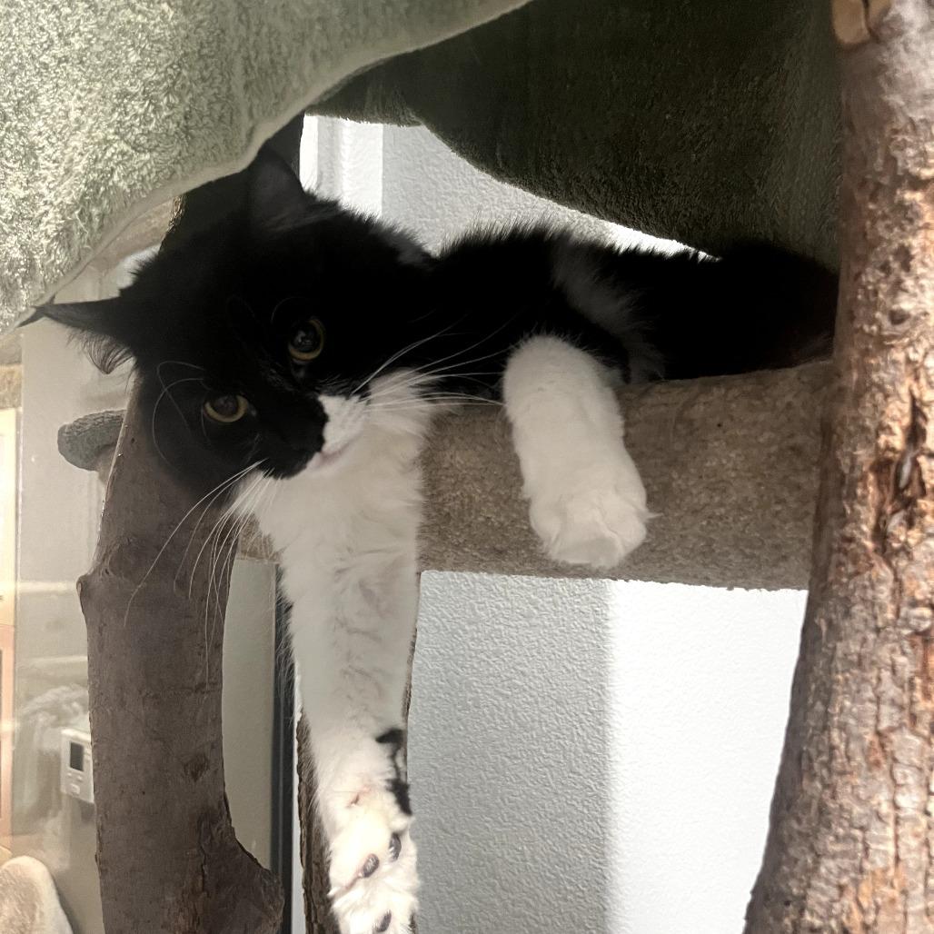 Enlarge Lily Pad SB, a Adopted Domestic Medium Hair in Las Vegas, NV image 2/5