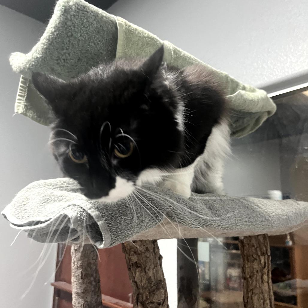 Enlarge Lily Pad SB, a Adopted Domestic Medium Hair in Las Vegas, NV image 3/5