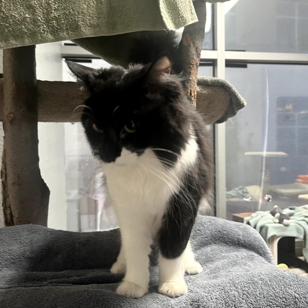 Enlarge Lily Pad SB, a Adopted Domestic Medium Hair in Las Vegas, NV image 4/5