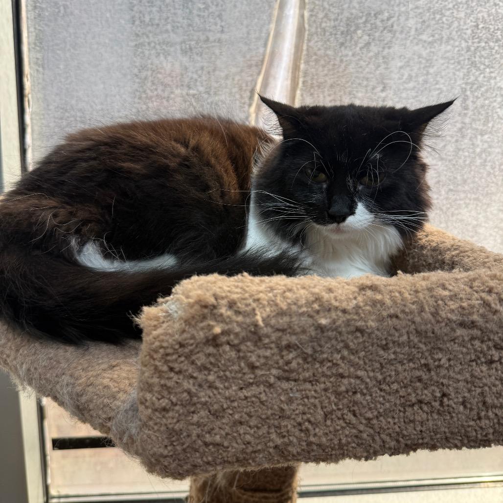 Enlarge Lily Pad SB, a Adopted Domestic Medium Hair in Las Vegas, NV image 5/5