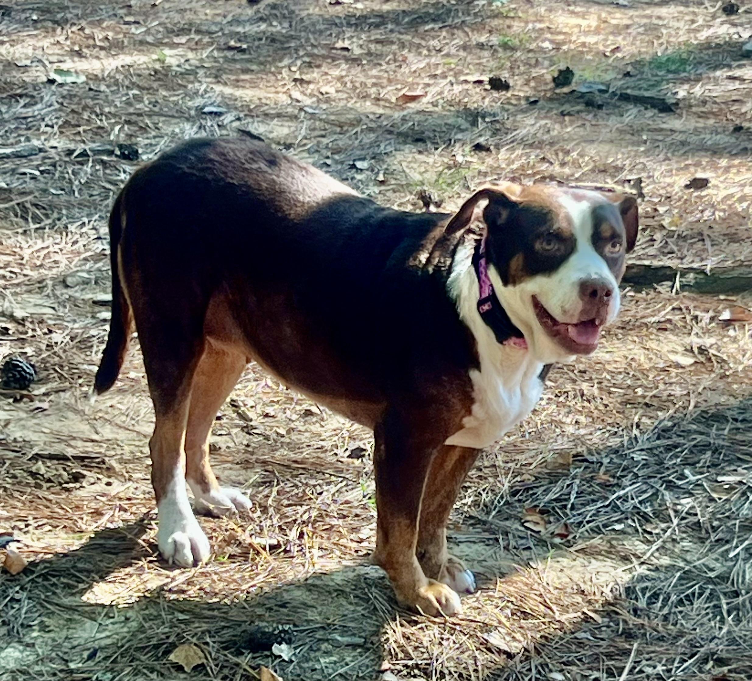 Enlarge Xena, a Adoptable mixed breed in Watertown, CT image 3/4