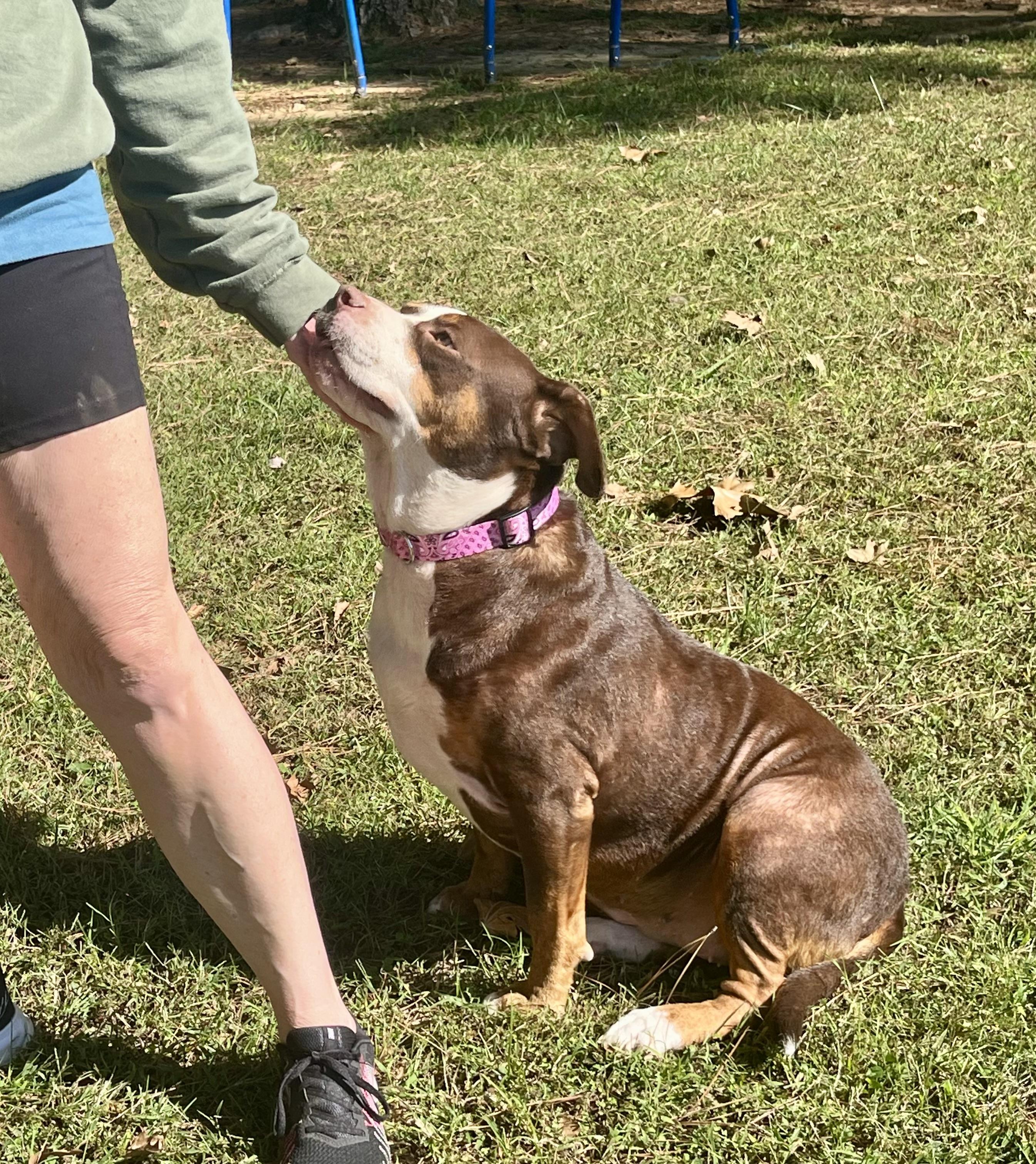 Enlarge Xena, a Adoptable mixed breed in Watertown, CT image 4/4