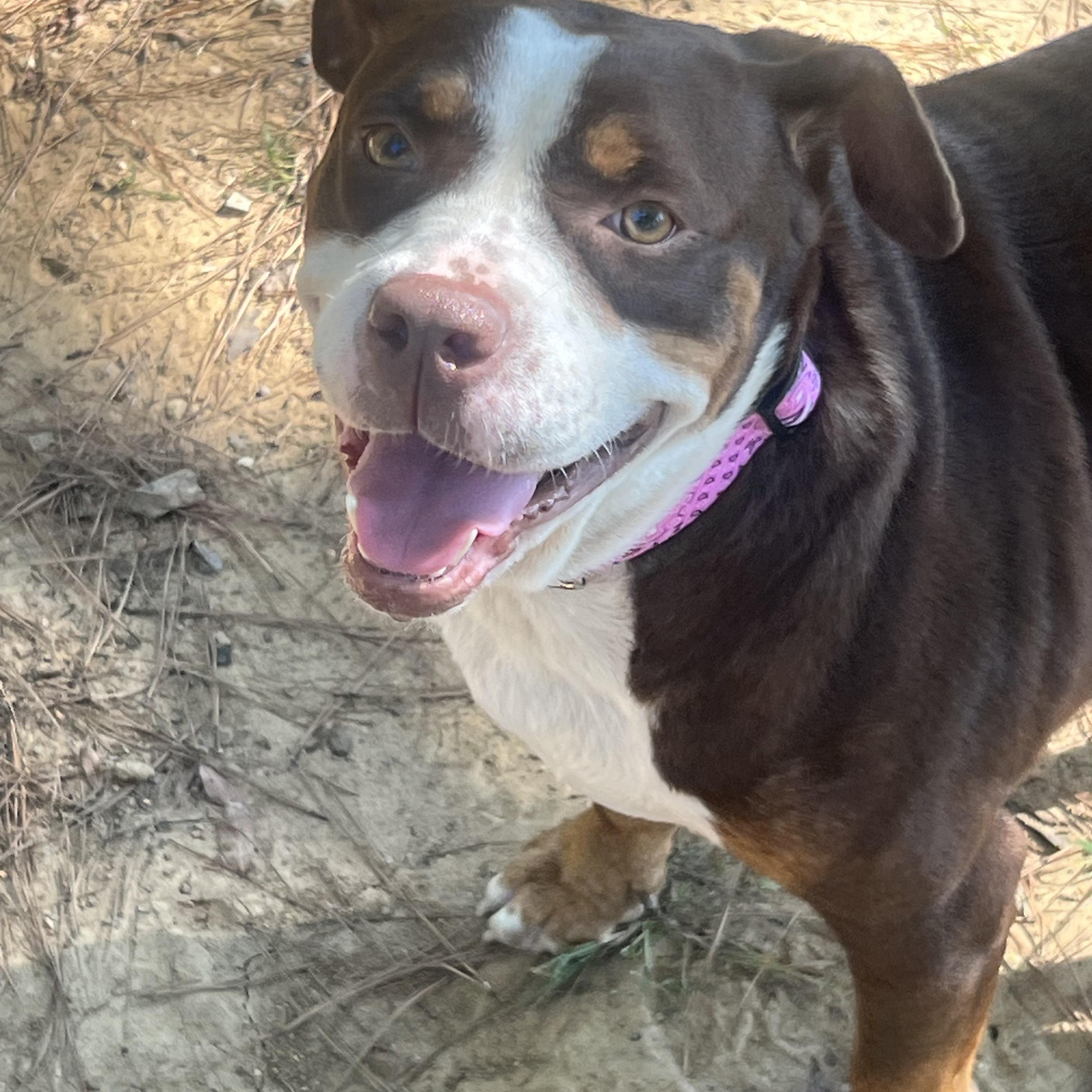 Xena, Adoptable, Adult Female American Bully & Pit Bull Terrier.