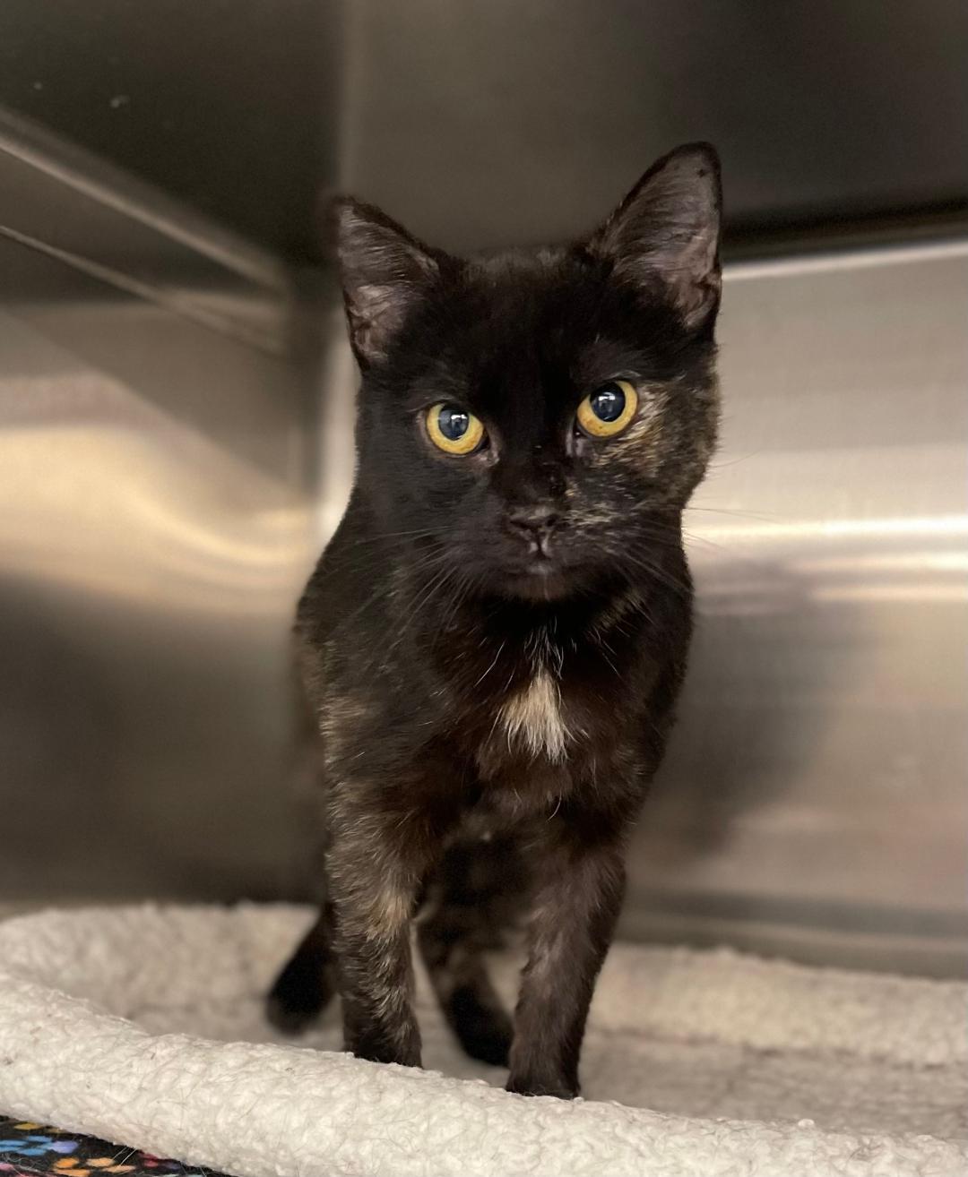 Ember, Adoptable, Young Female Domestic Short Hair.