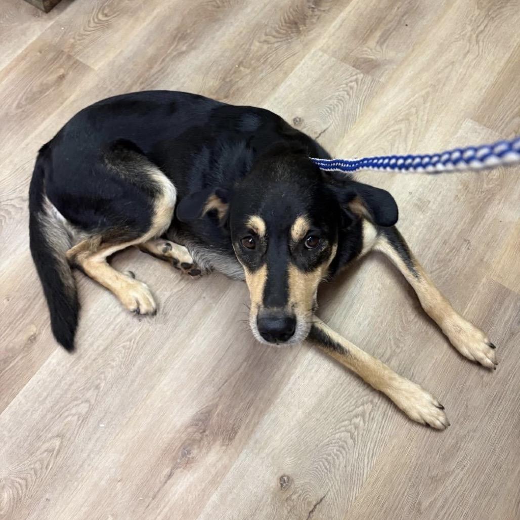 Buttons, Adoptable, Adult Male Shepherd.