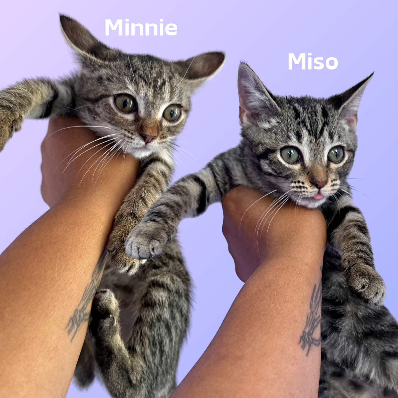 Cat for adoption Miso + Minnie, a Domestic Short Hair in Ellenwood