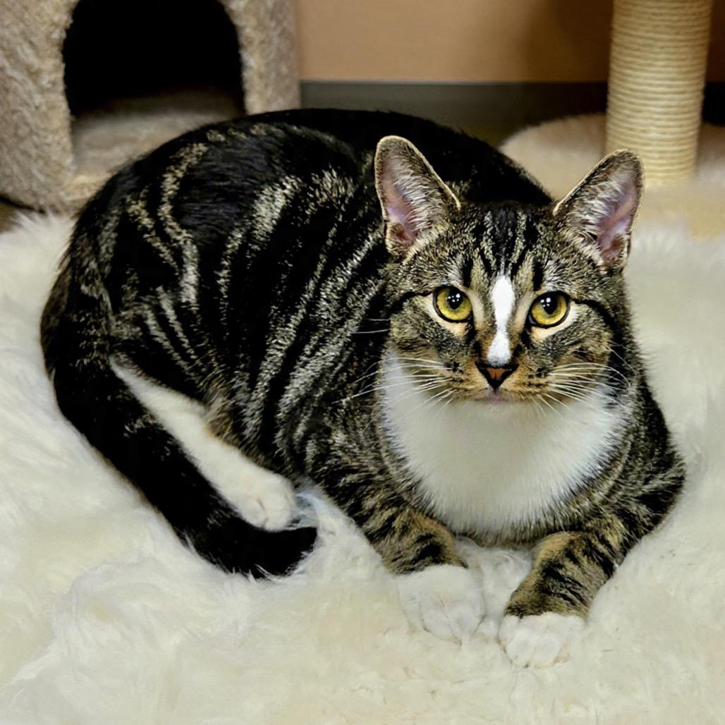 Jessie — thumbnail 5