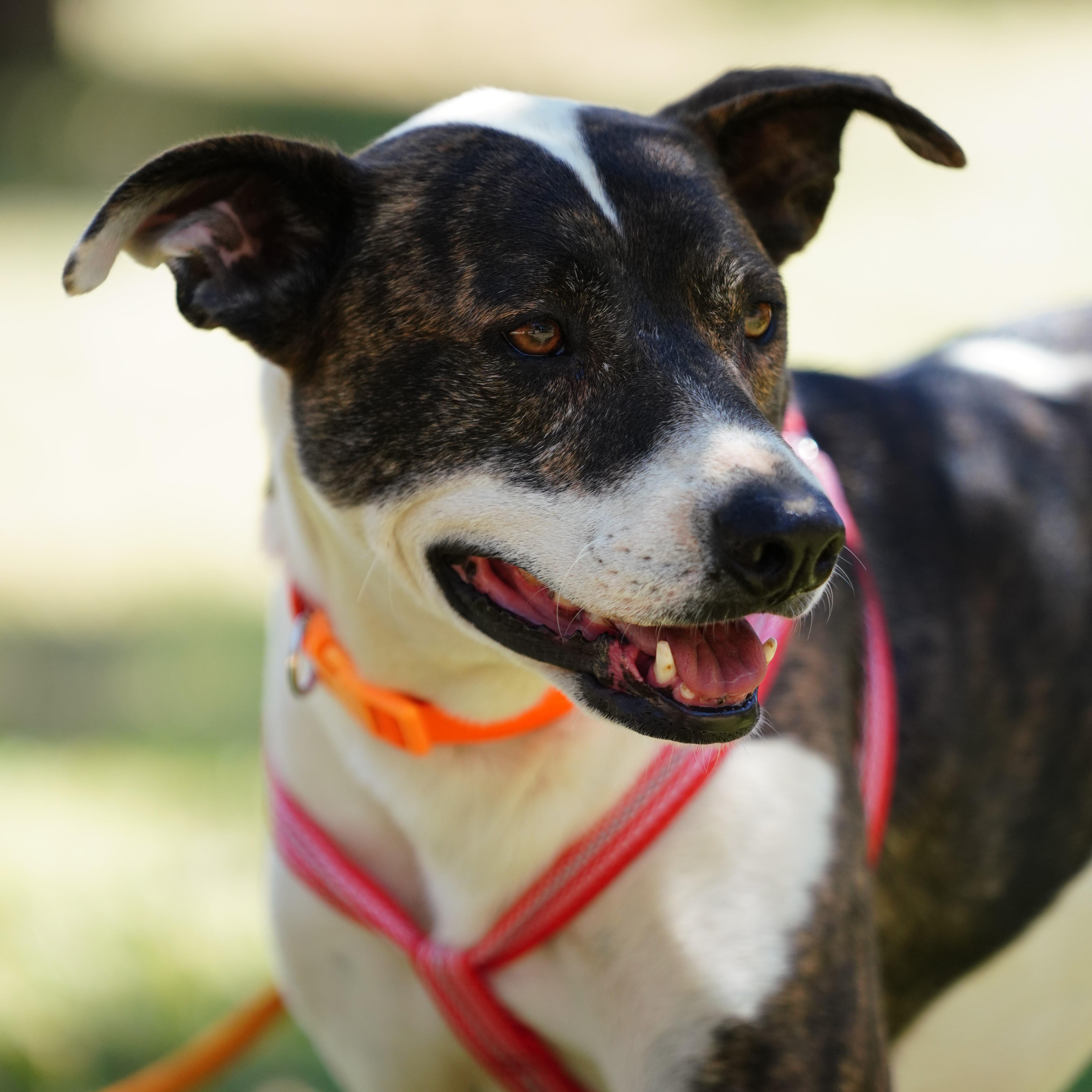 Enlarge Sarah, a ADOPTABLE American Staffordshire Terrier in San Diego, CA image 3/6