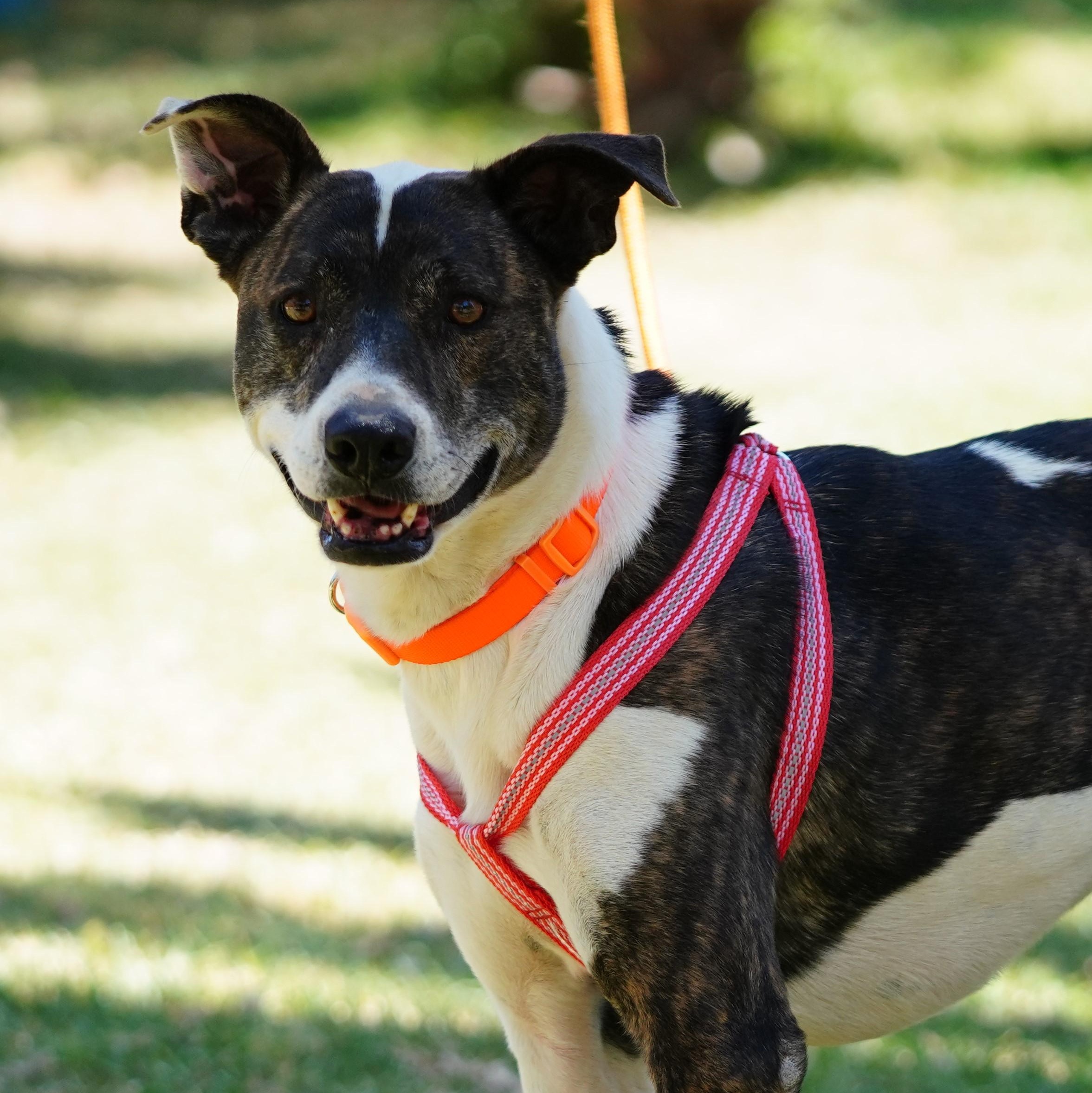 Enlarge Sarah, a ADOPTABLE American Staffordshire Terrier in San Diego, CA image 1/6