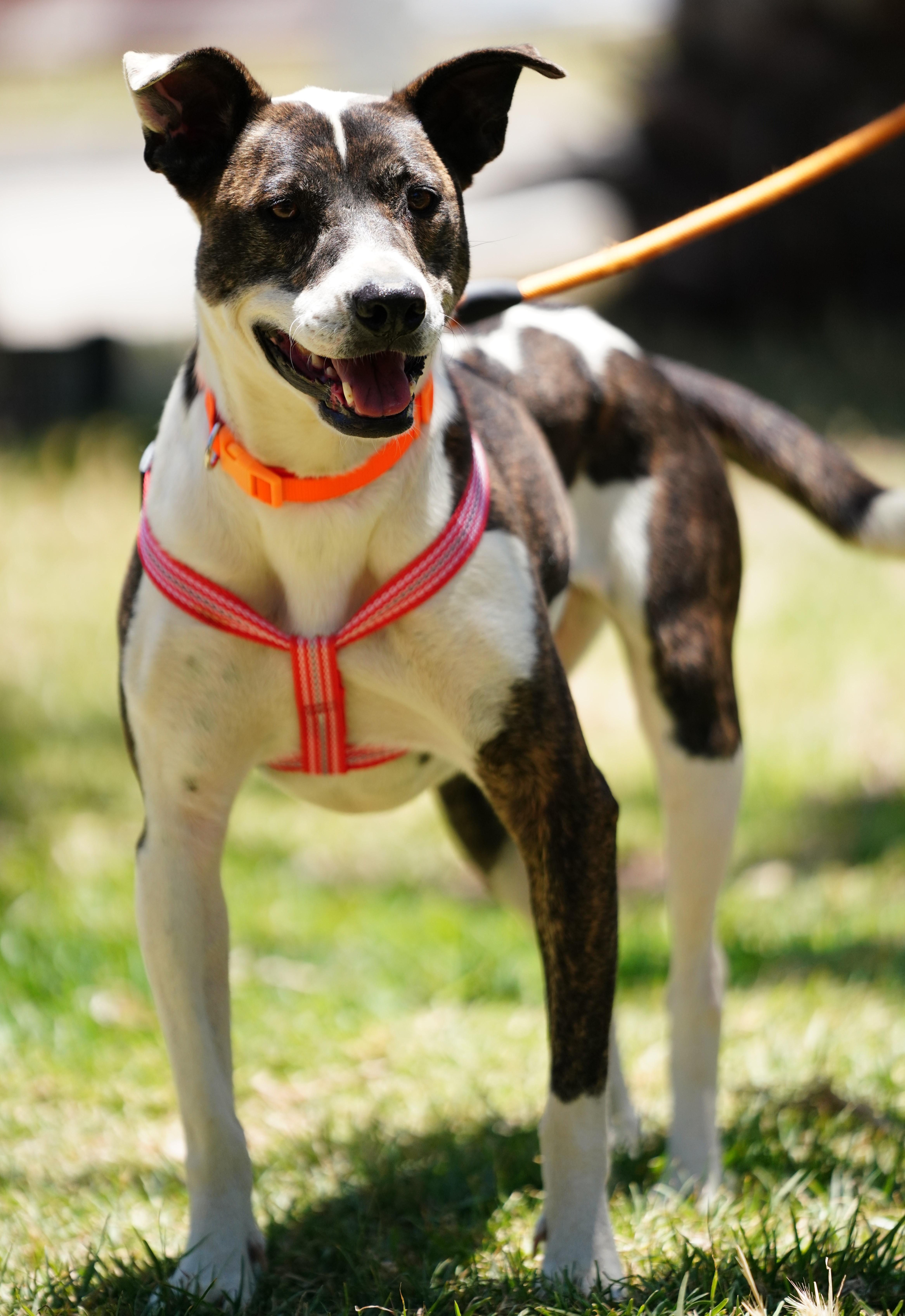 Enlarge Sarah, a ADOPTABLE American Staffordshire Terrier in San Diego, CA image 6/6