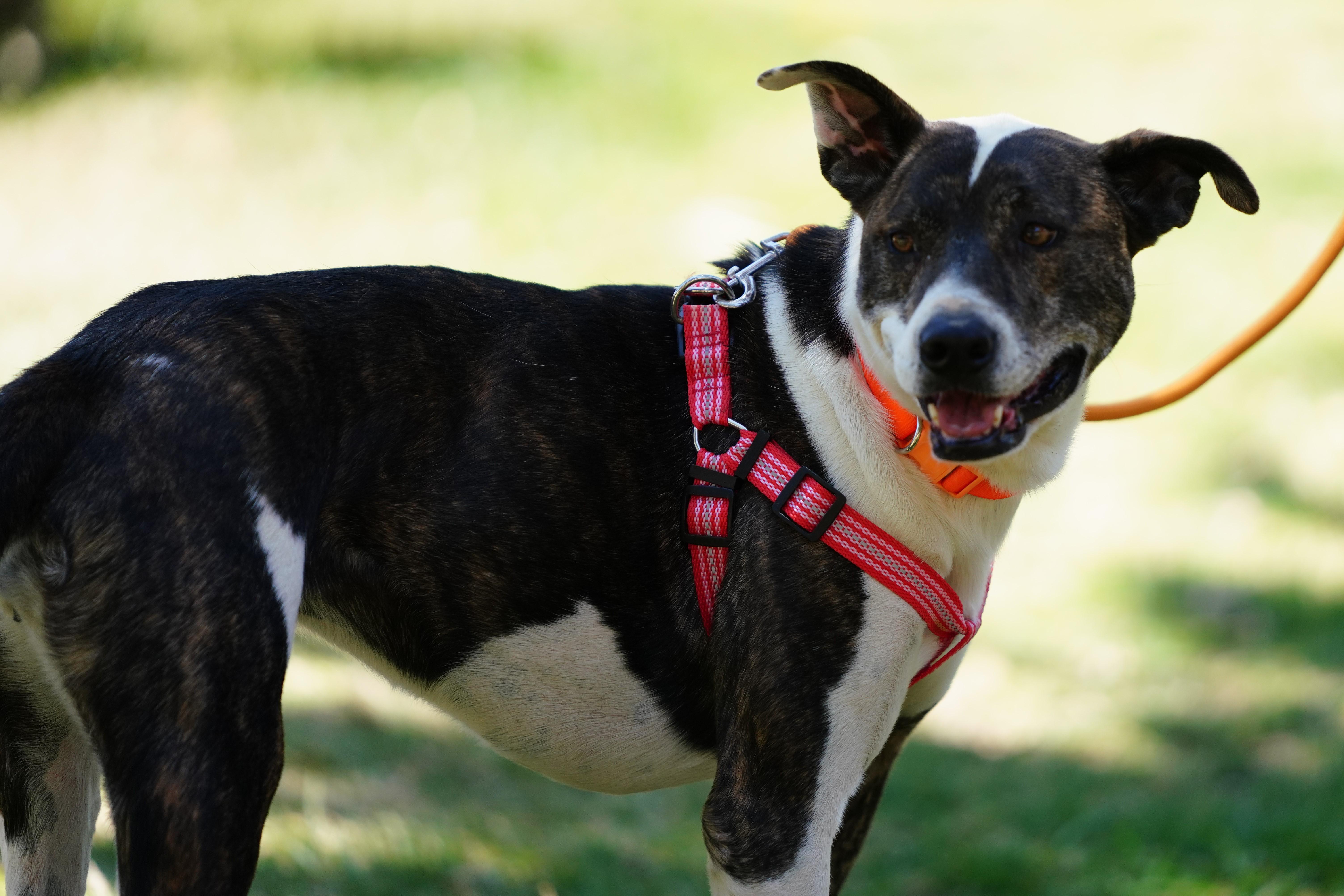 Enlarge Sarah, a ADOPTABLE American Staffordshire Terrier in San Diego, CA image 4/6