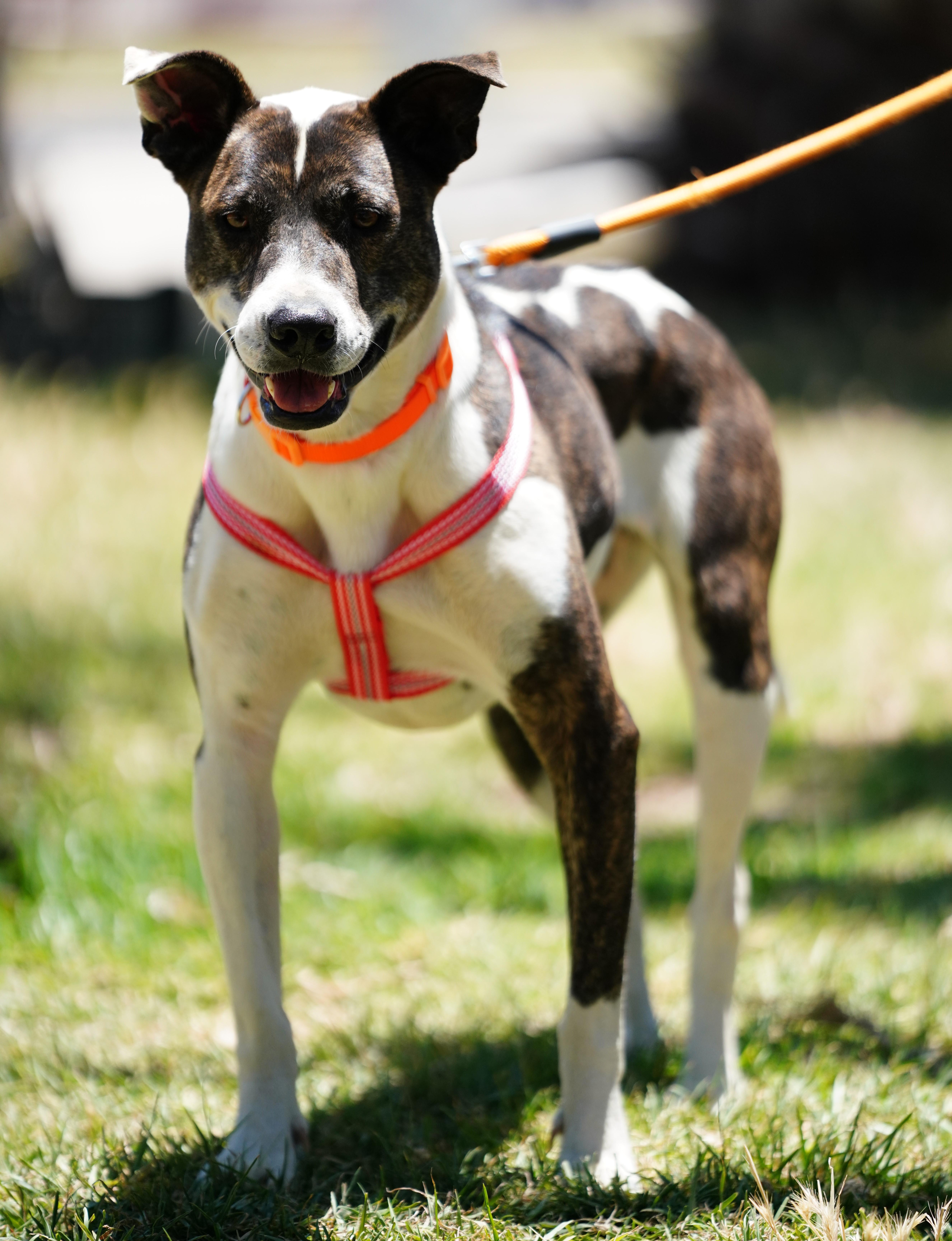 Enlarge Sarah, a ADOPTABLE American Staffordshire Terrier in San Diego, CA image 5/6