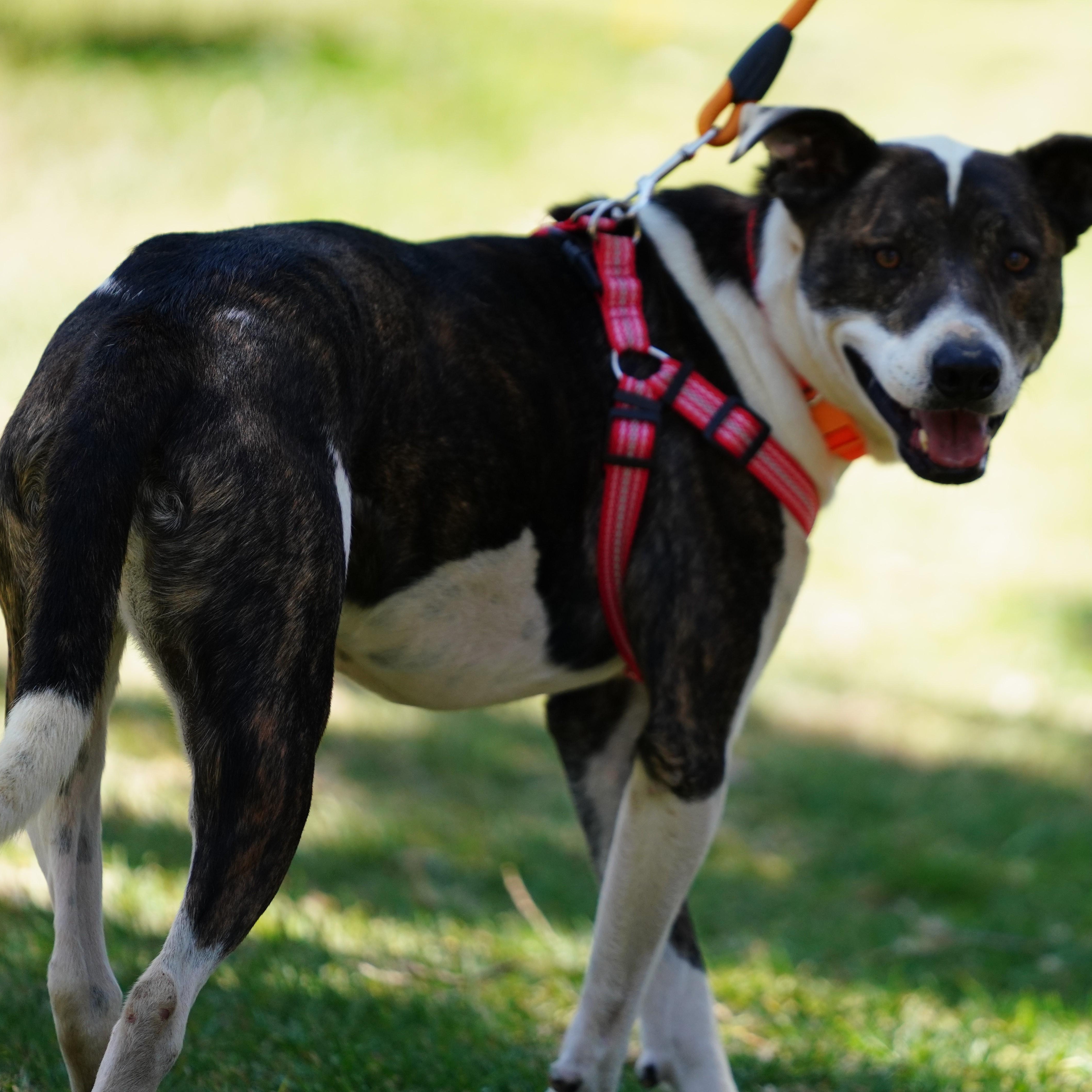 Enlarge Sarah, a ADOPTABLE American Staffordshire Terrier in San Diego, CA image 2/6
