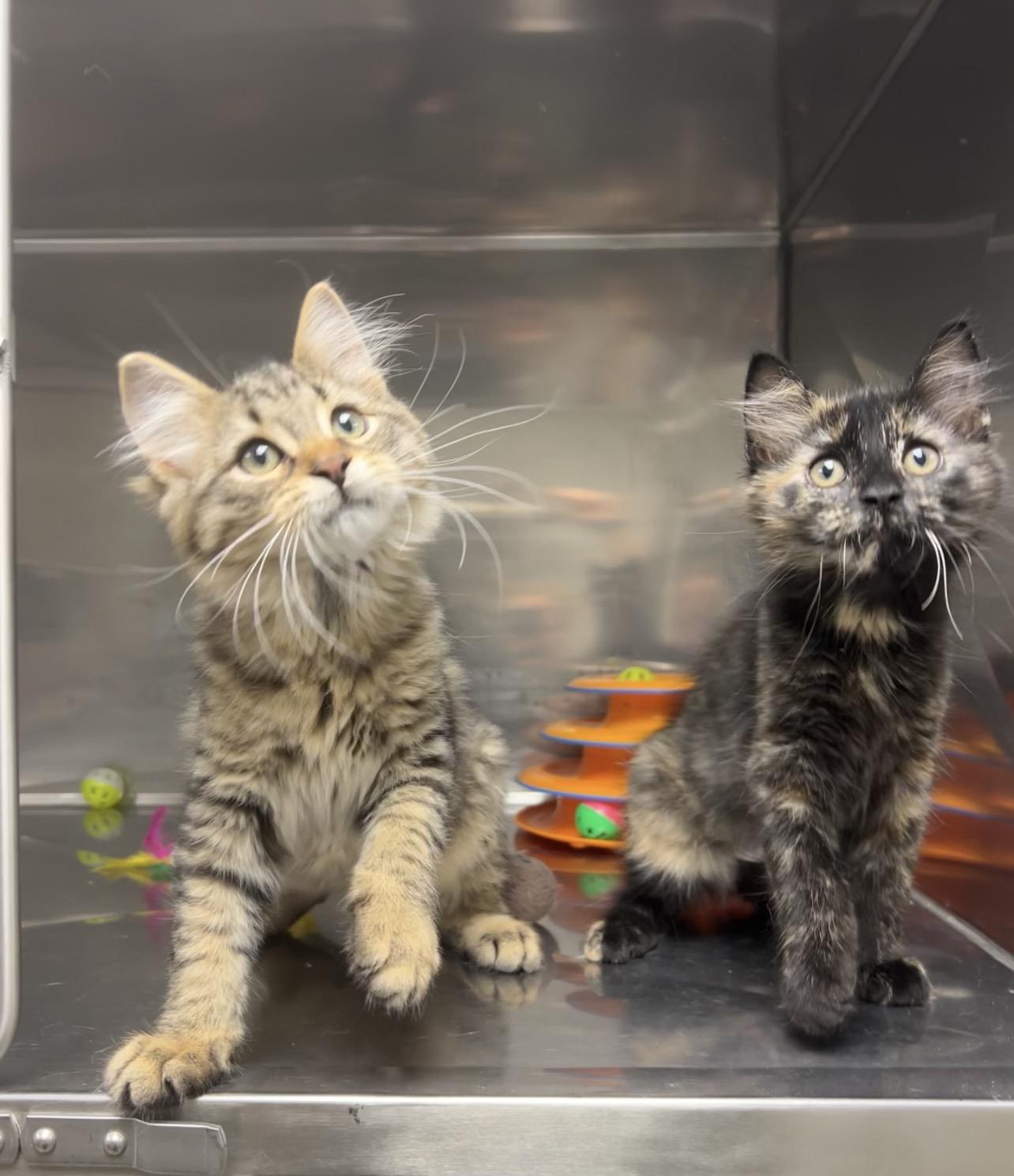 Ebony and Teak (bonded pair), an adopted mixed breed in Montville, NJ image 1/2