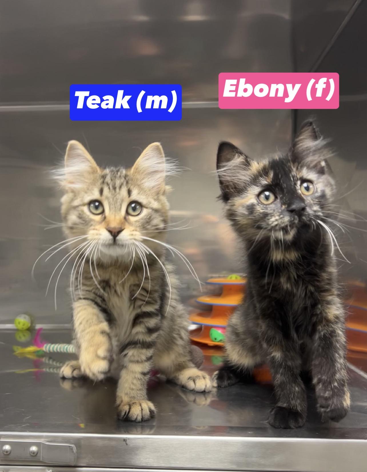 Ebony and Teak (bonded pair), an adopted mixed breed in Montville, NJ image 2/2