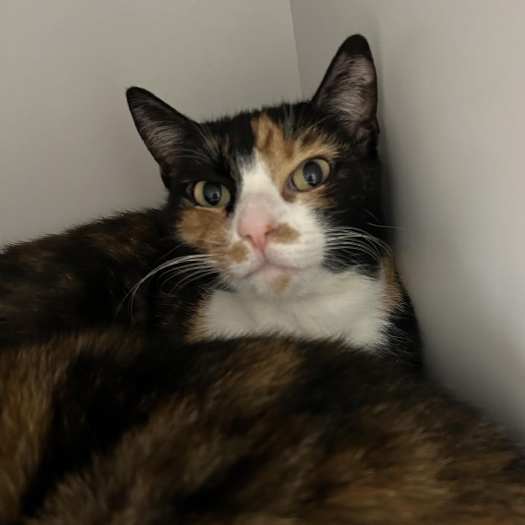 Enlarge Cambria, a Adoptable Domestic Short Hair in Salt Lake City, UT image 1/1