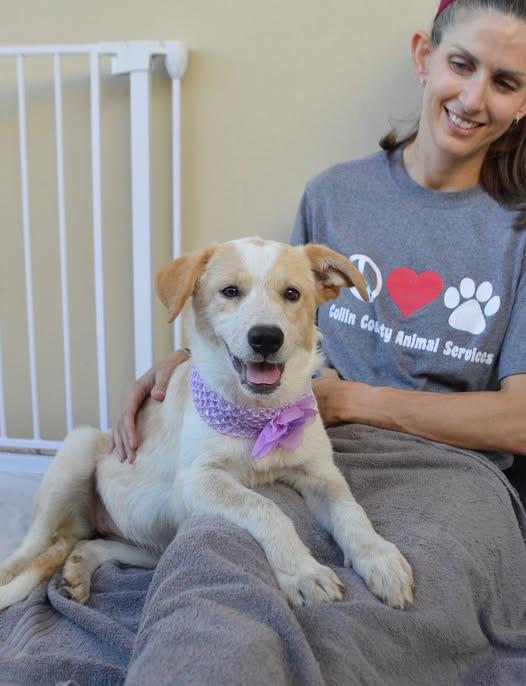 Blabber, Adoptable, Puppy Female Mixed Breed.
