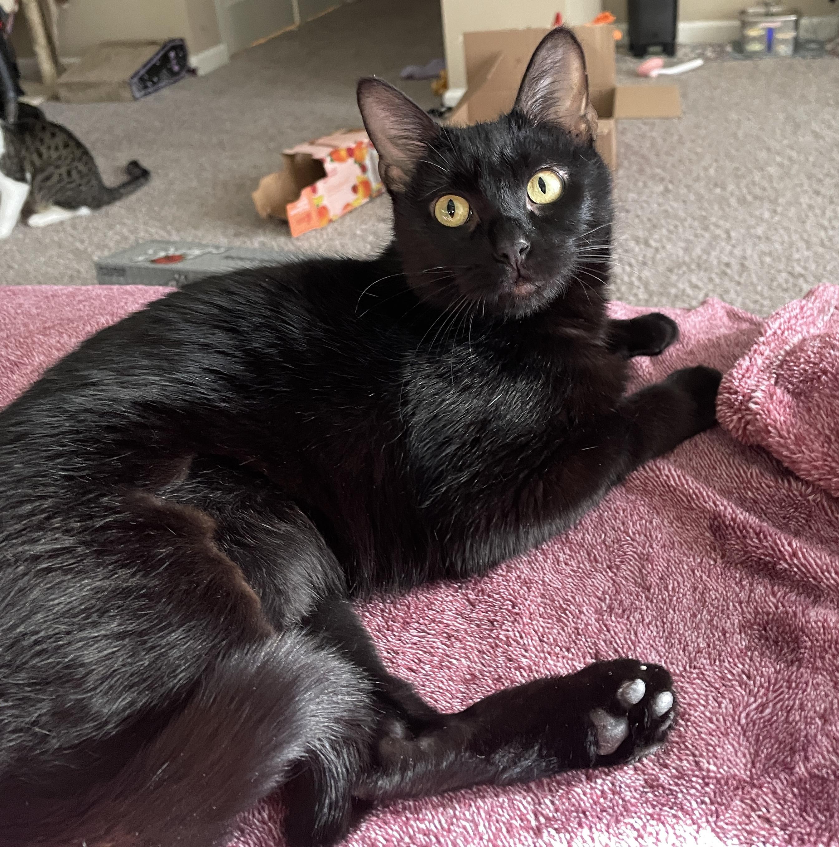 Casey, Adoptable, Young Female Domestic Short Hair.