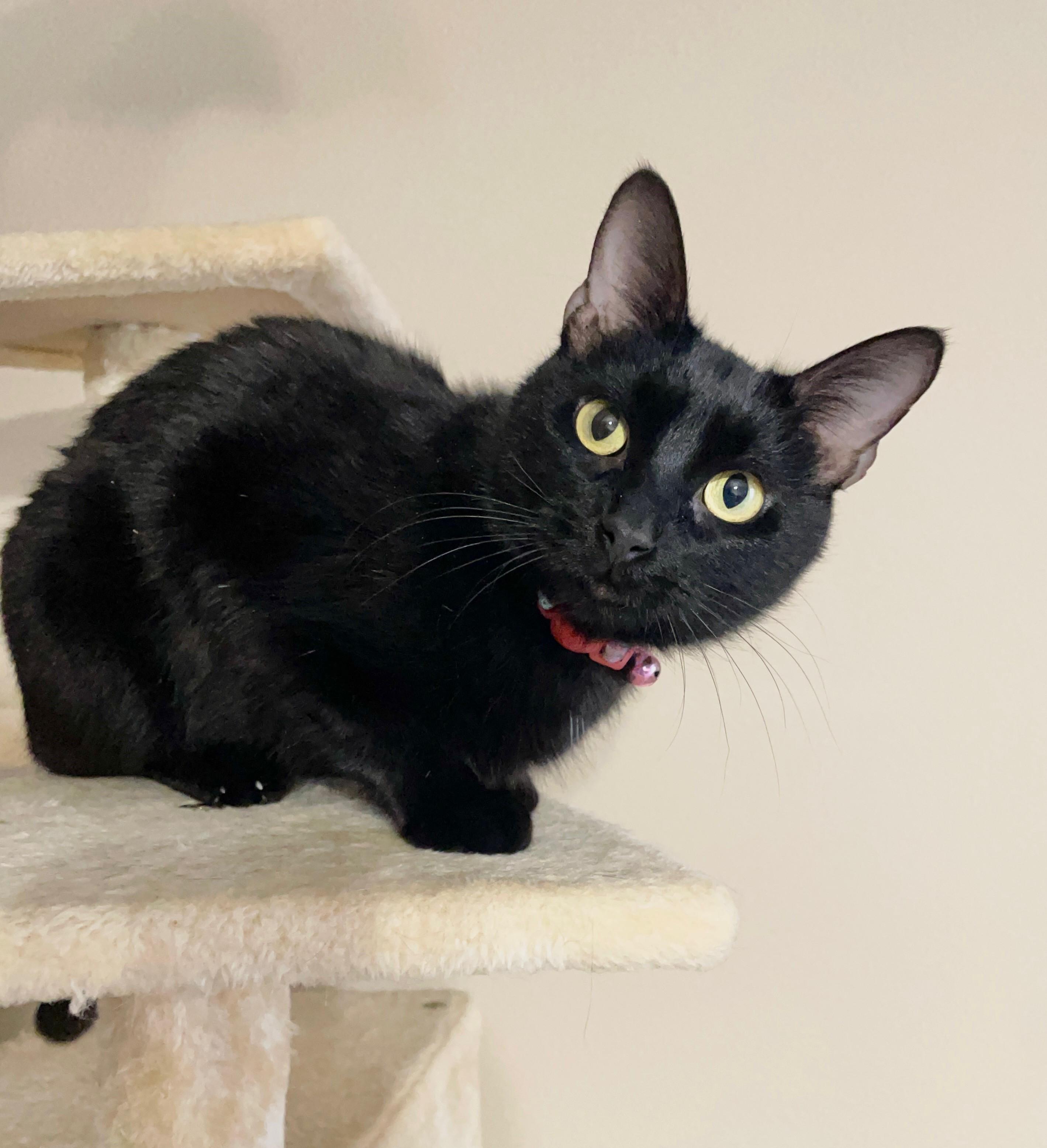 Enlarge Casey, a Adoptable mixed breed in Farmington, MN image 1/5