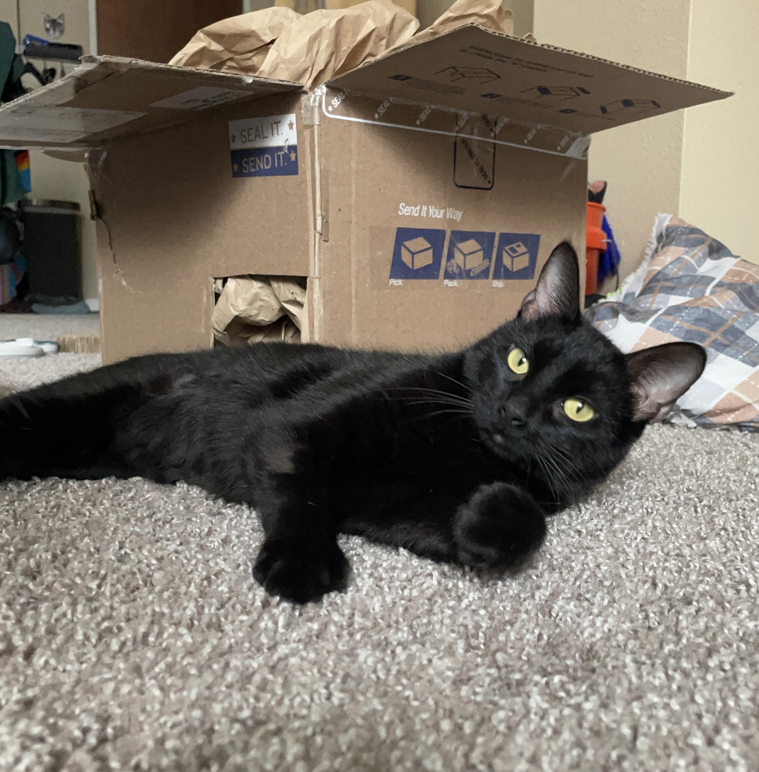 Casey, Adoptable, Young Female Domestic Short Hair.