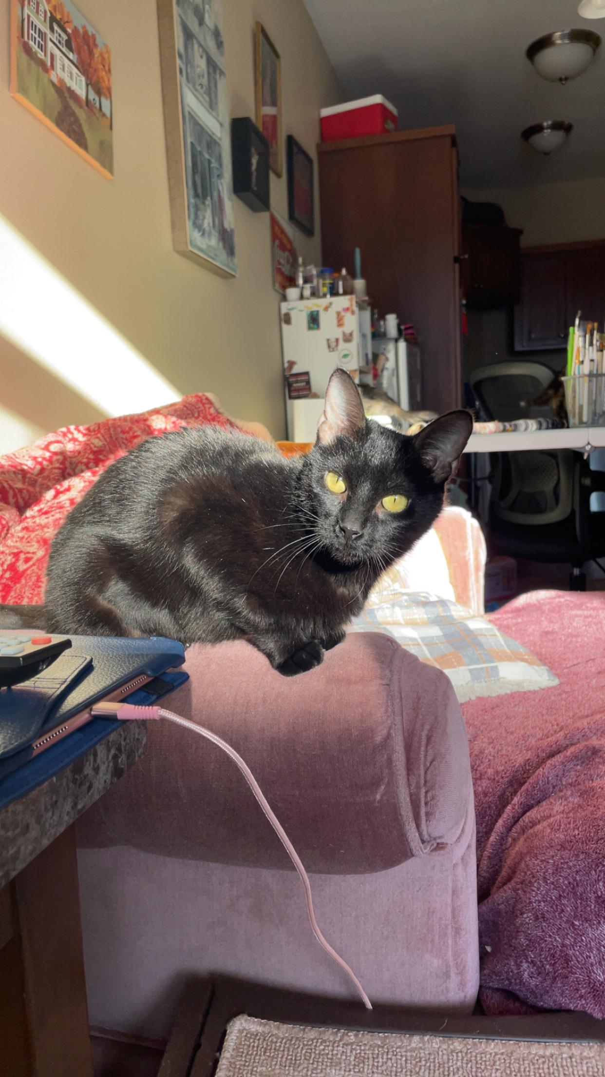 Enlarge Casey, a Adoptable mixed breed in Farmington, MN image 2/4