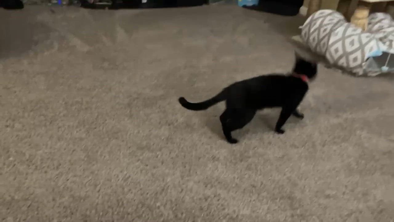 Enlarge Casey, a Adoptable mixed breed in Farmington, MN video 5/5