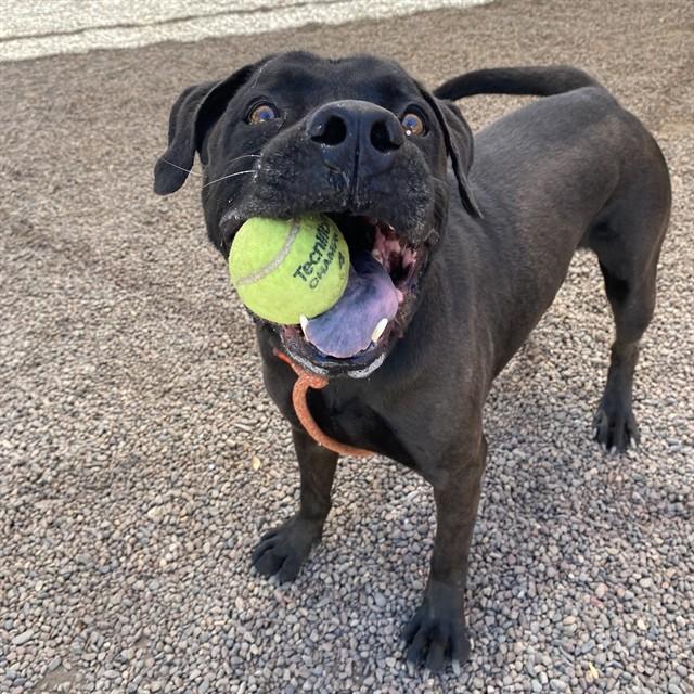 BRUNO, Adoptable, Adult Male Pit Bull Terrier.