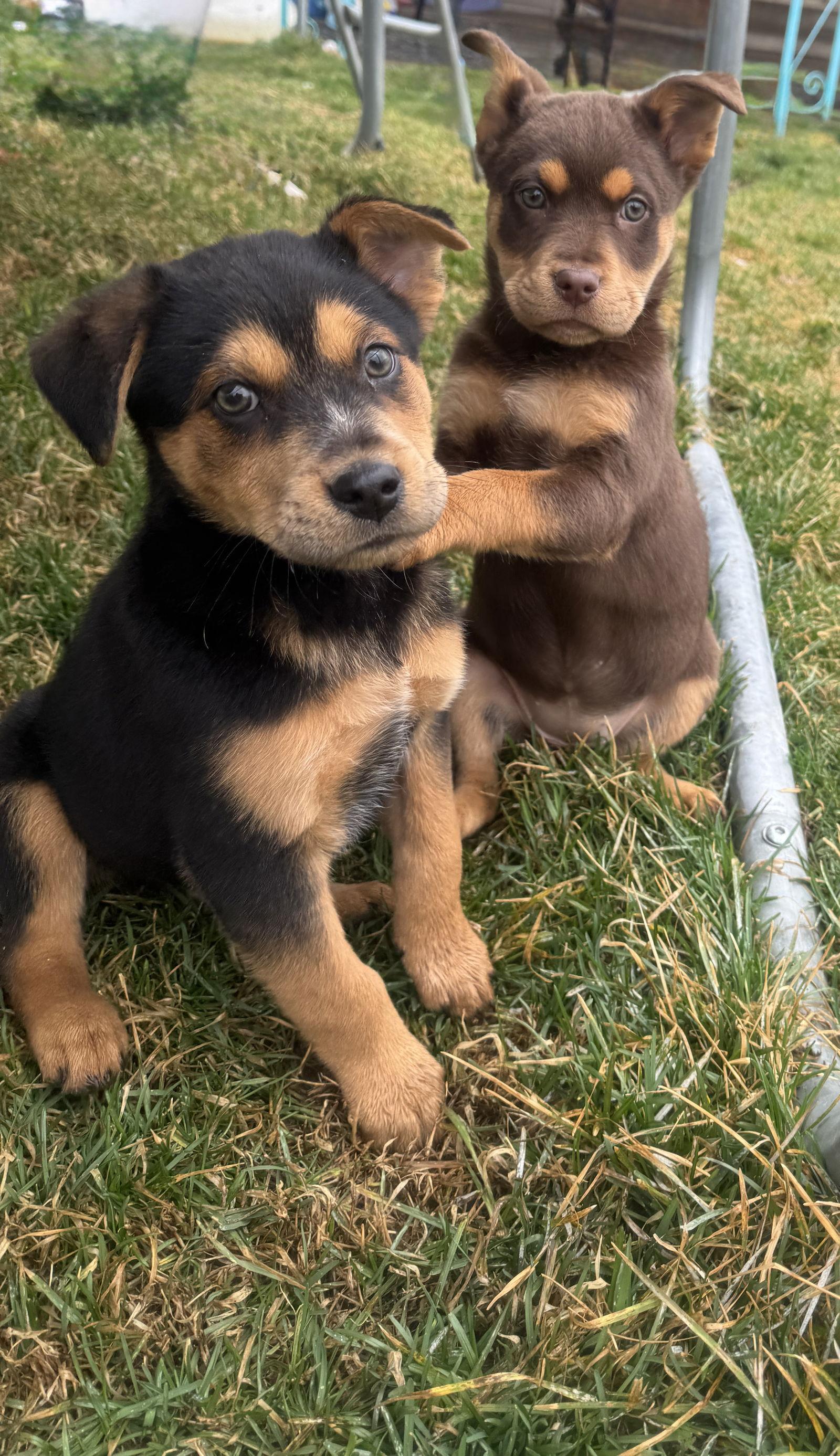 Sei Whale — thumbnail 2