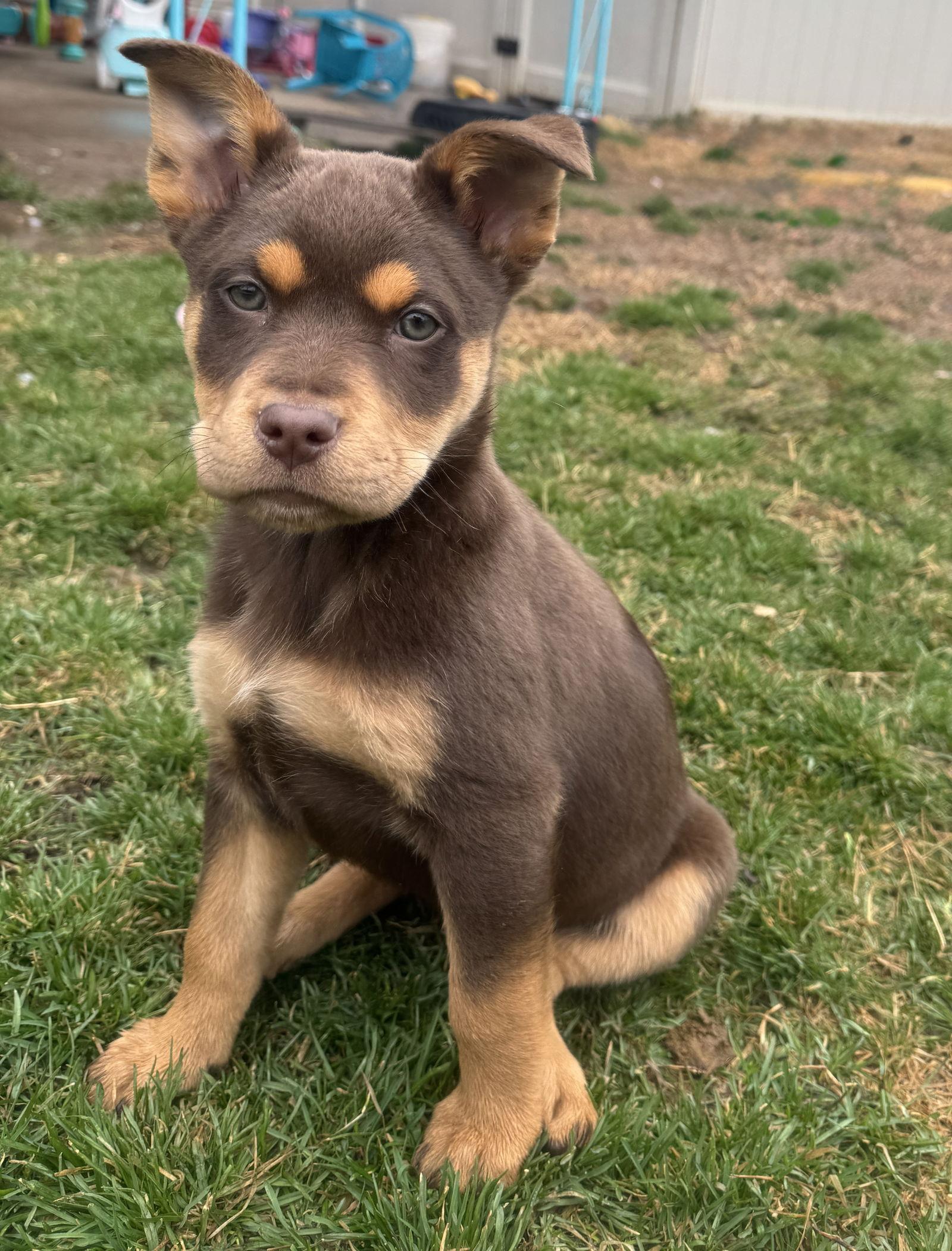 Sei Whale — thumbnail 3