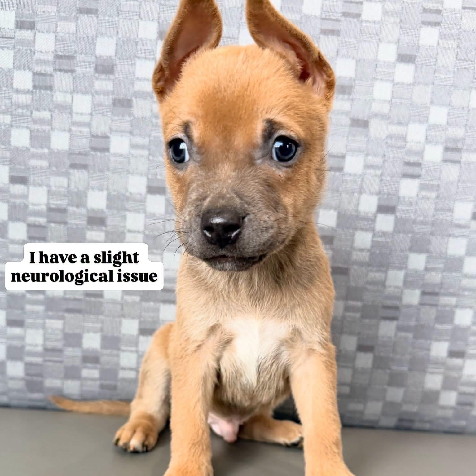 Enlarge Pooh, a Adoptable Mixed Breed in Henderson, NV image 3/3