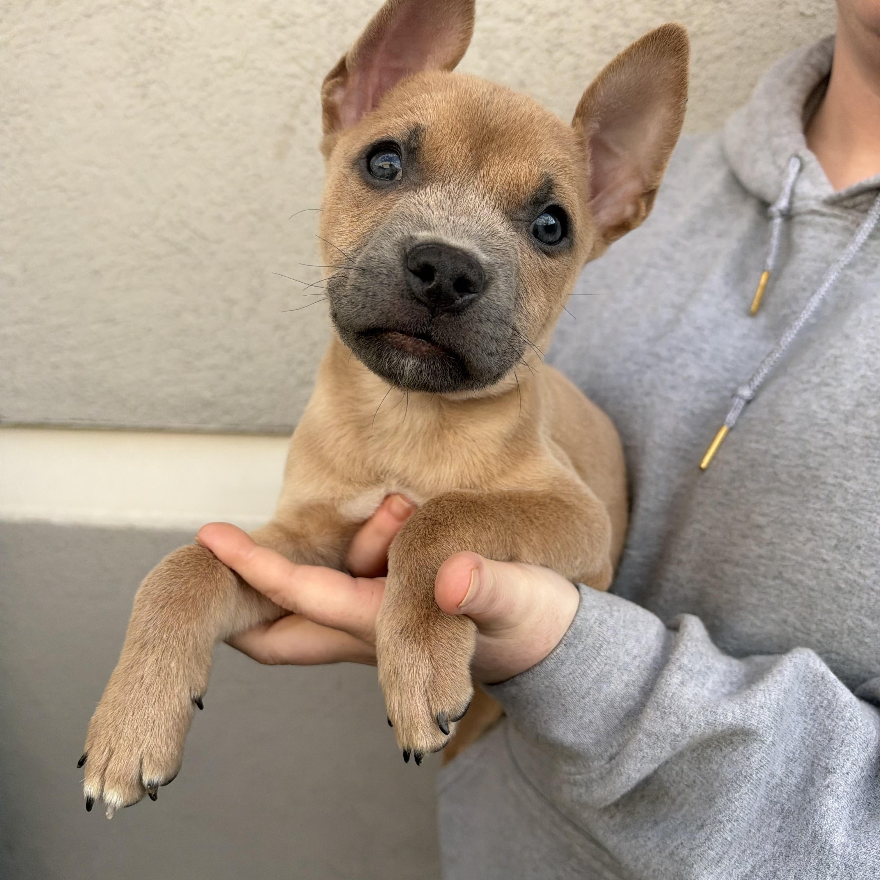 Pooh, Adoptable, Puppy Male Mixed Breed.