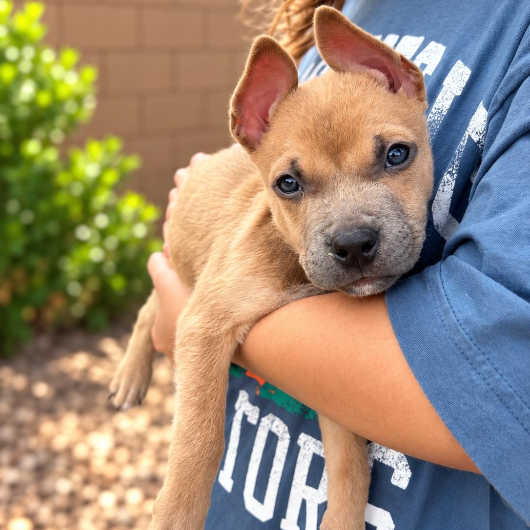 Enlarge Pooh, a Adoptable Mixed Breed in Henderson, NV image 2/3