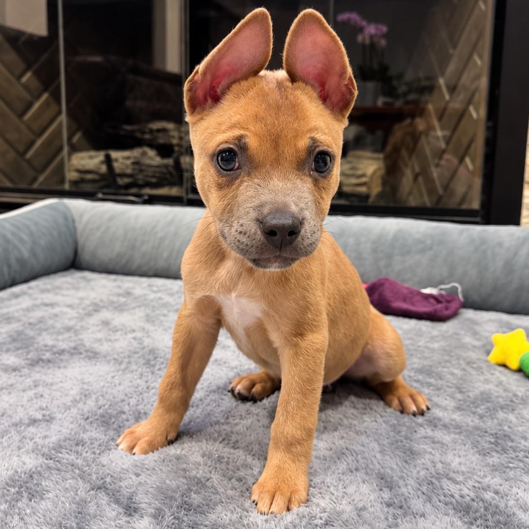 Pooh, Adoptable, Puppy Male Mixed Breed.
