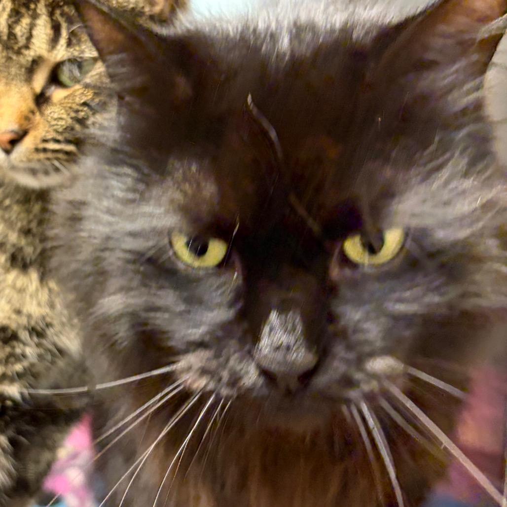 Enlarge Peppy, a Adoptable Domestic Short Hair in Ashtabula, OH image 1/2