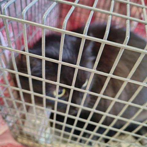 Enlarge Peppy, a Adoptable Domestic Short Hair in Ashtabula, OH image 2/2