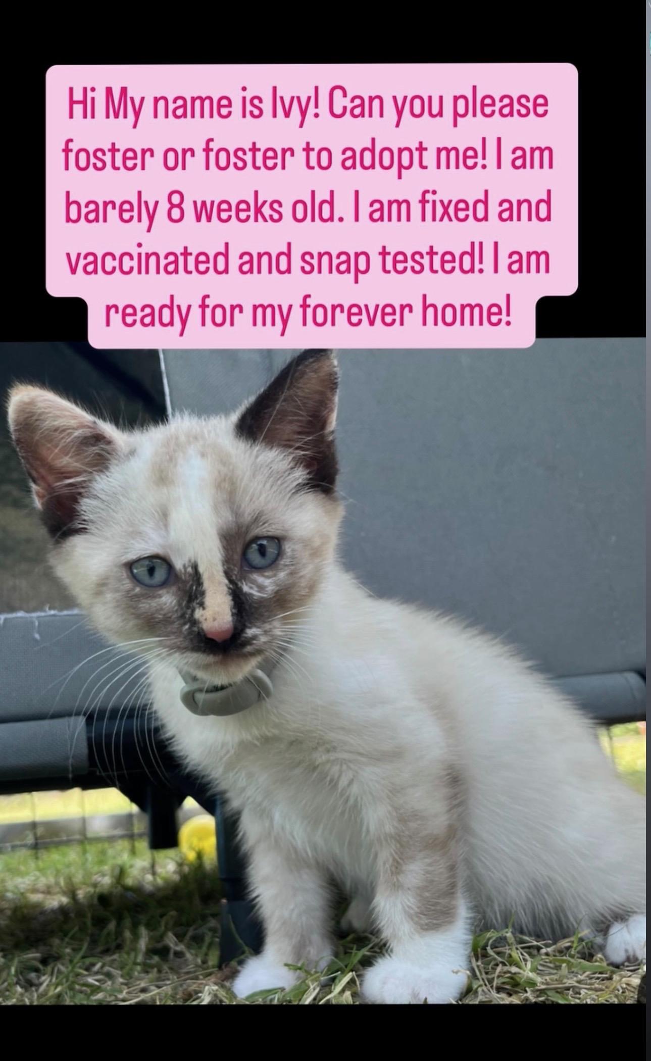 Enlarge Ivy, a Adopted Domestic Short Hair in Fullerton, CA image 1/1