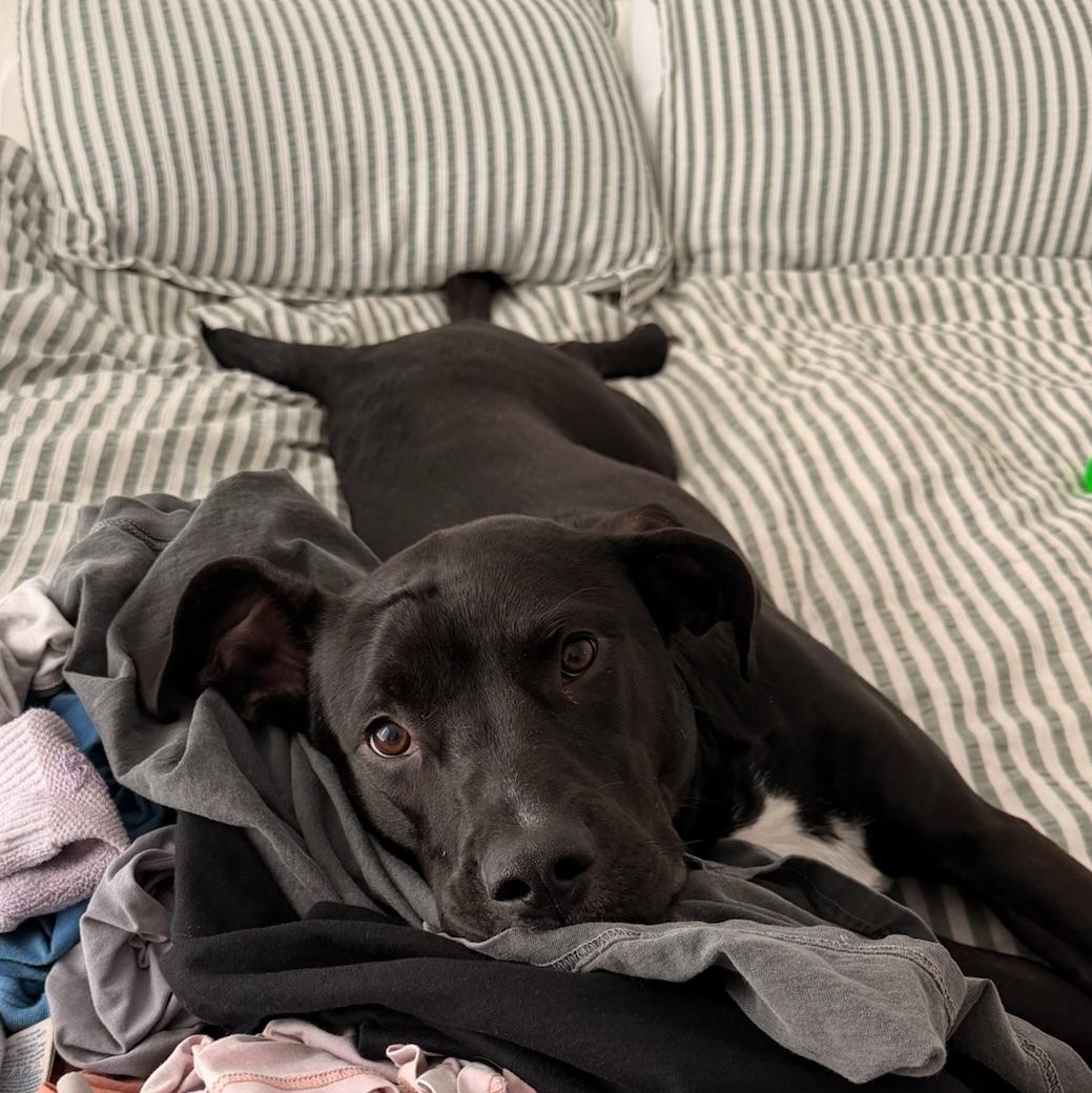 Enlarge Mochi, a Adoptable mixed breed in Charlotte, NC image 3/4