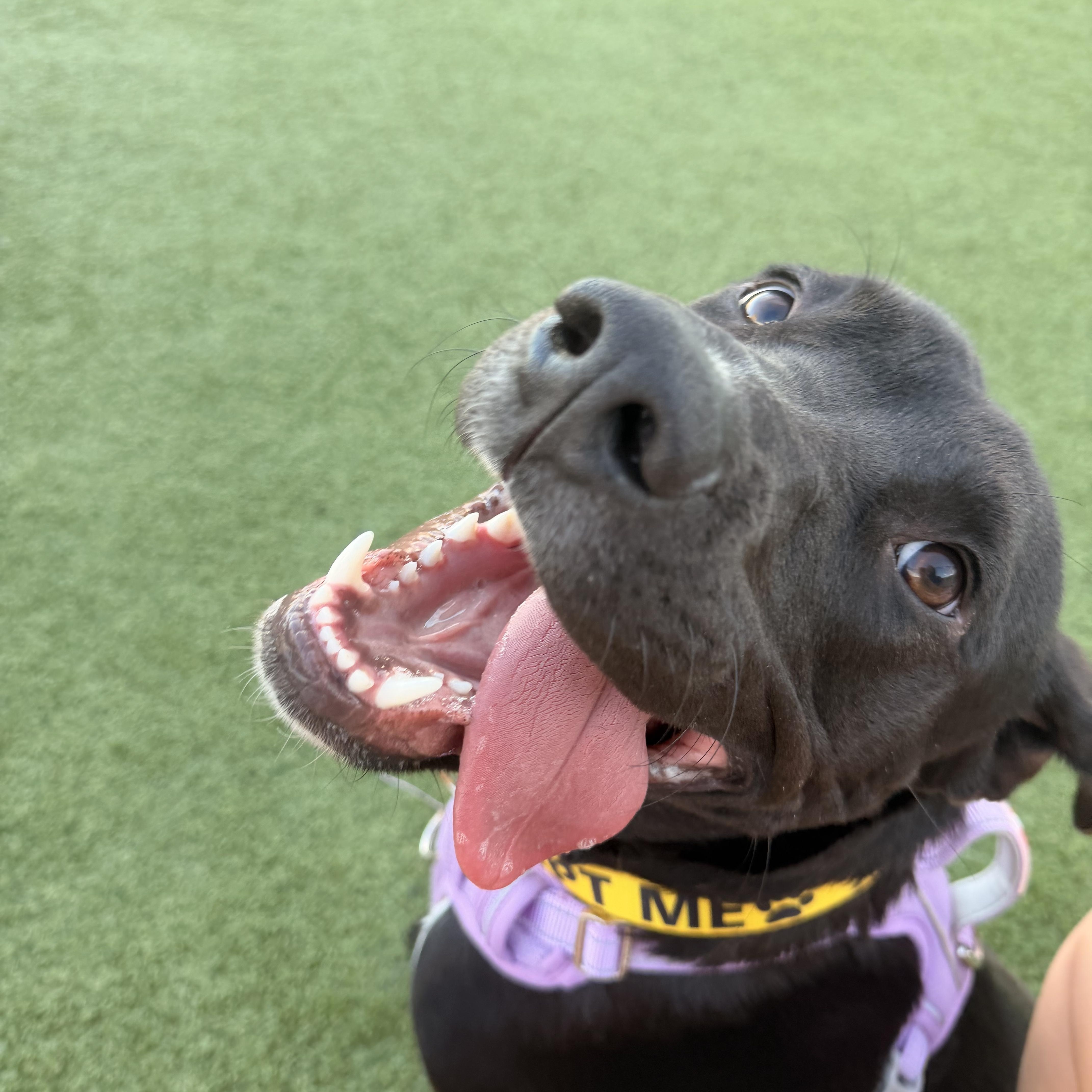 Mochi, Adoptable, Young Male Pit Bull Terrier.