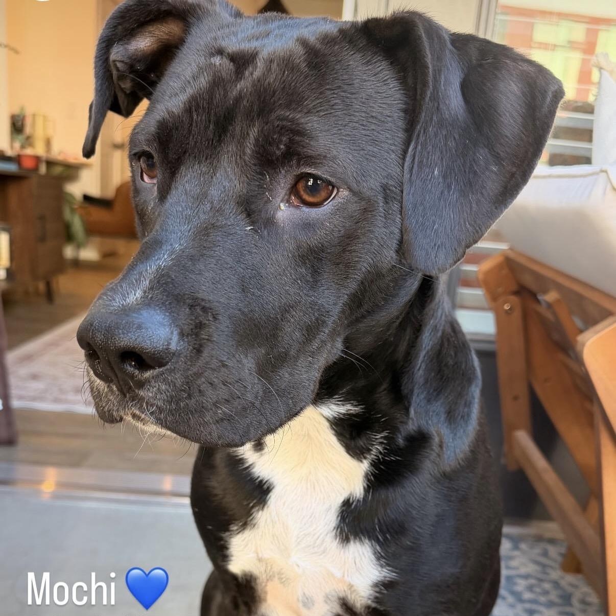 Enlarge Mochi, a Adoptable mixed breed in Charlotte, NC image 2/4