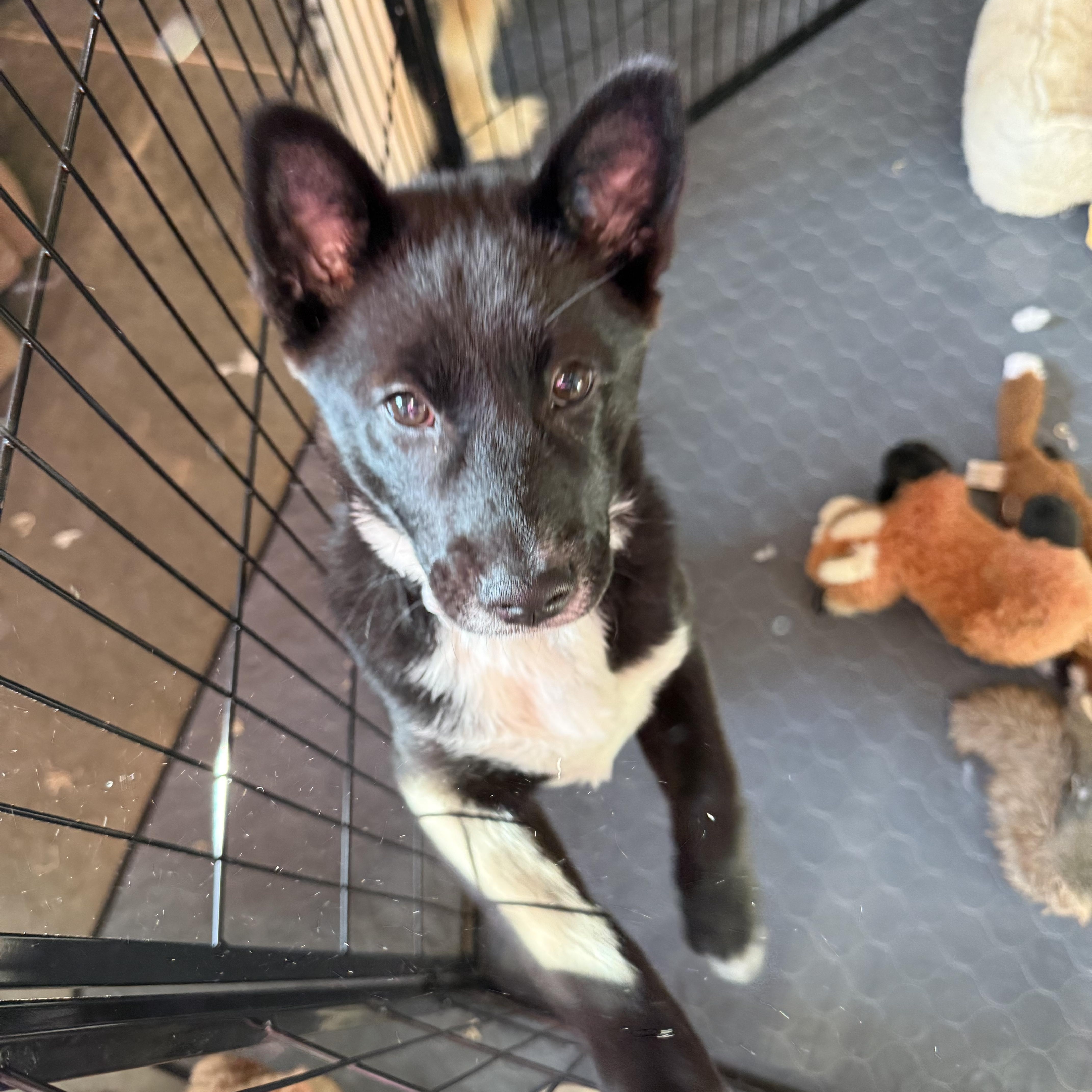 Snow, ADOPTABLE, Puppy Female Shiba Inu & Mixed Breed.