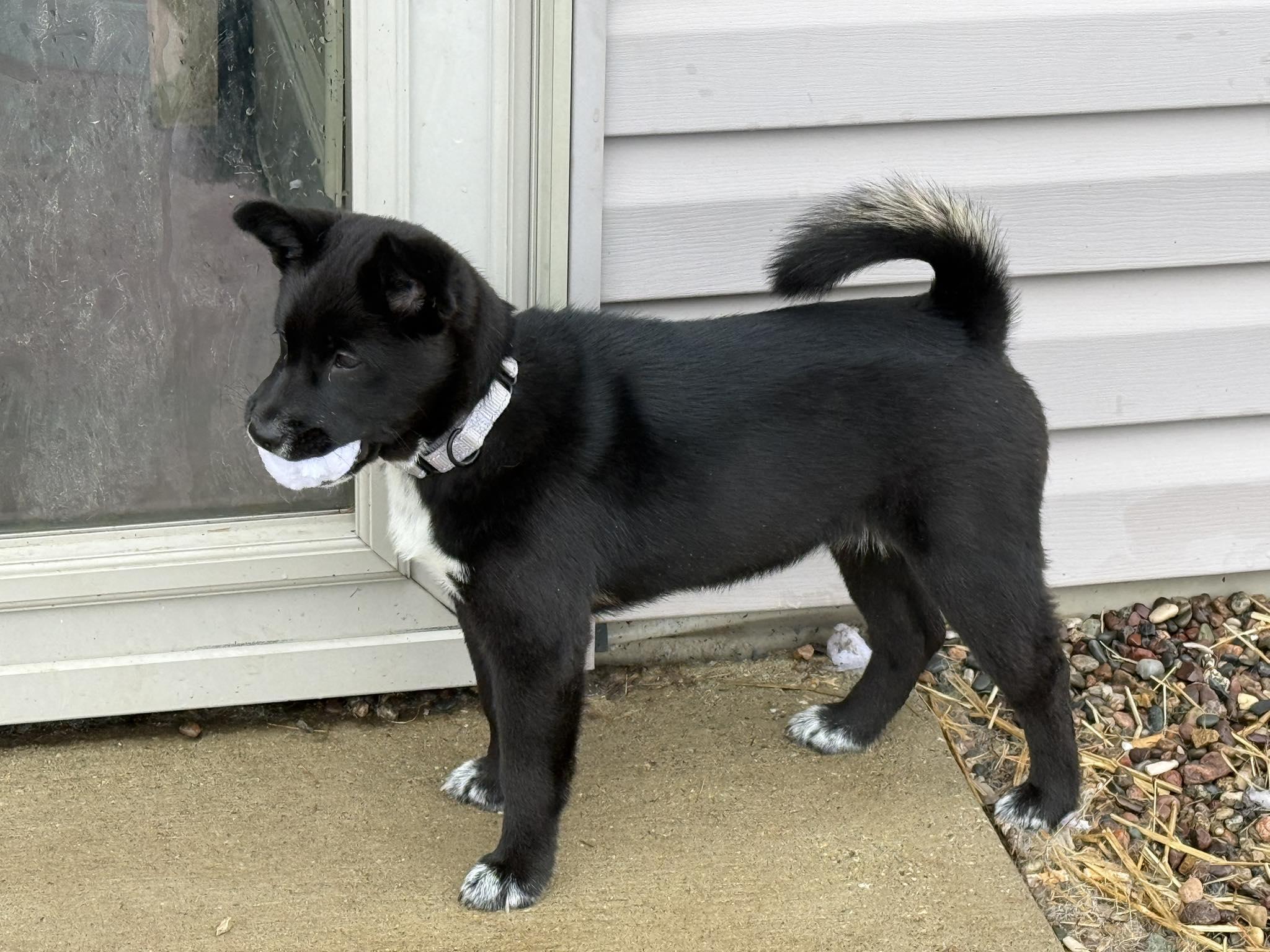 Enlarge Snow, a ADOPTABLE mixed breed in Davenport, IA image 3/6