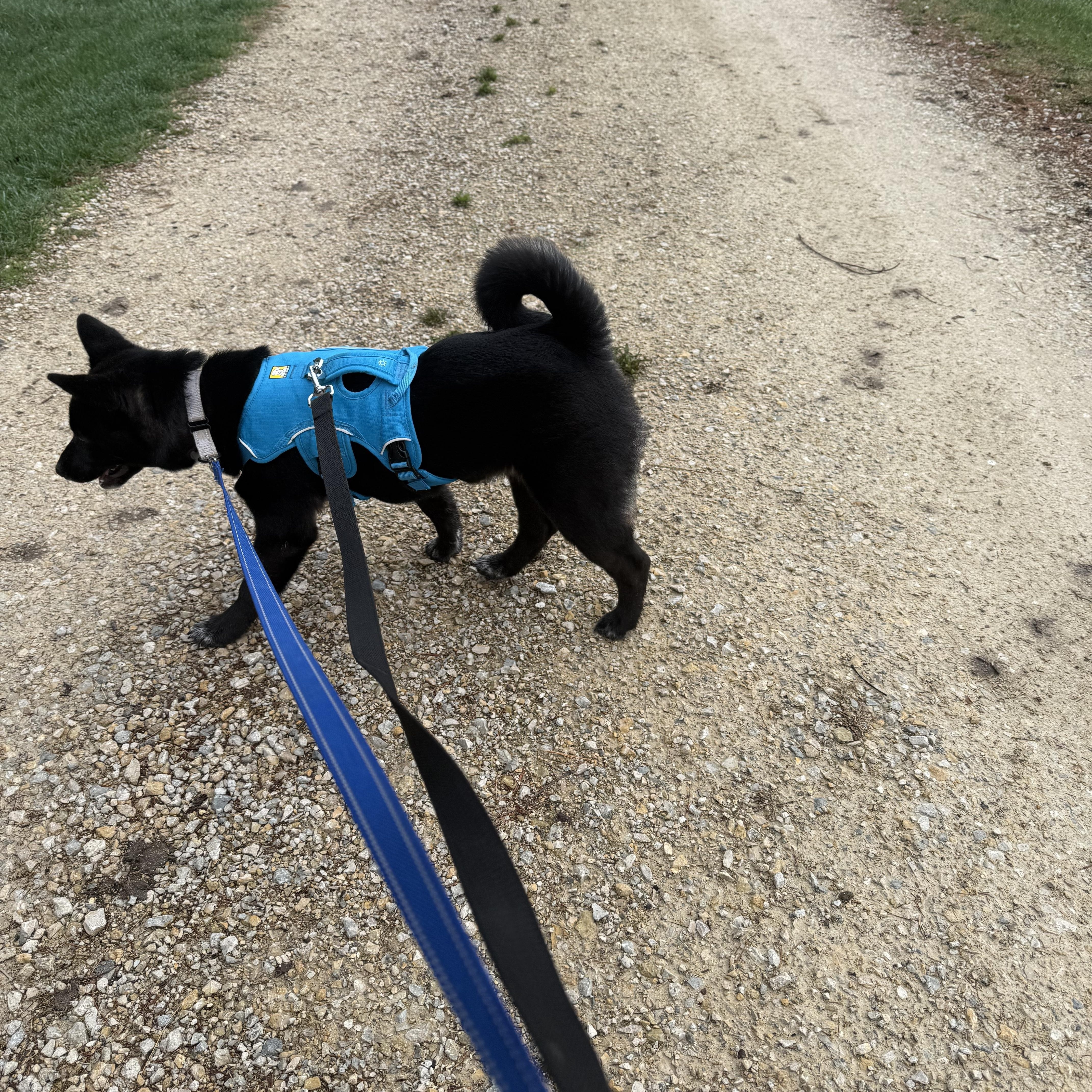 Enlarge Snow, a ADOPTABLE mixed breed in Davenport, IA image 4/6