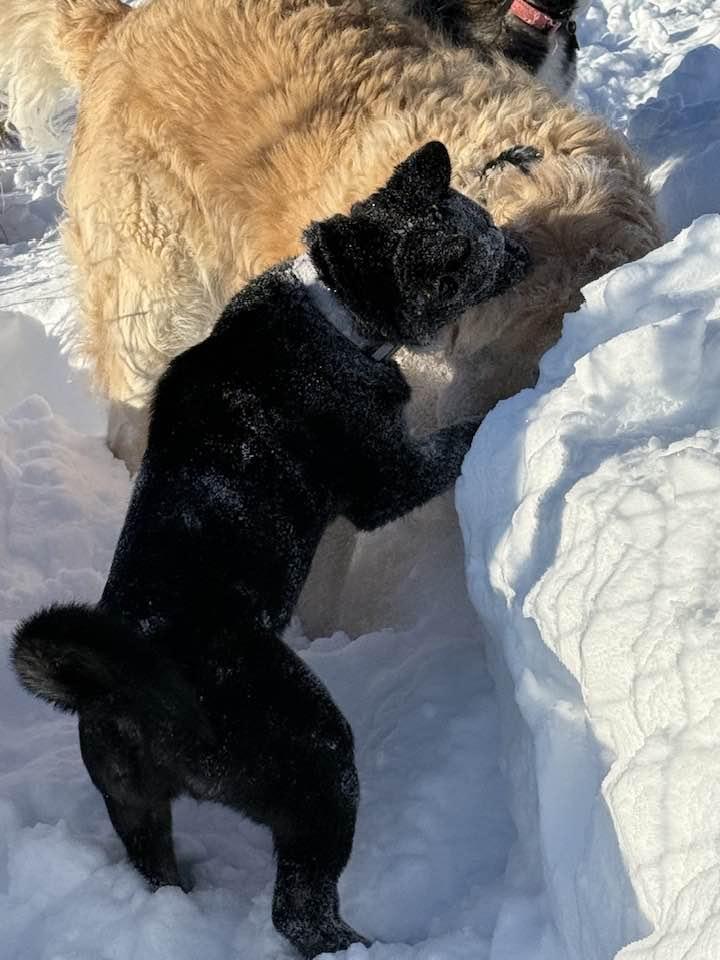 Enlarge Snow, a ADOPTABLE mixed breed in Davenport, IA image 6/6