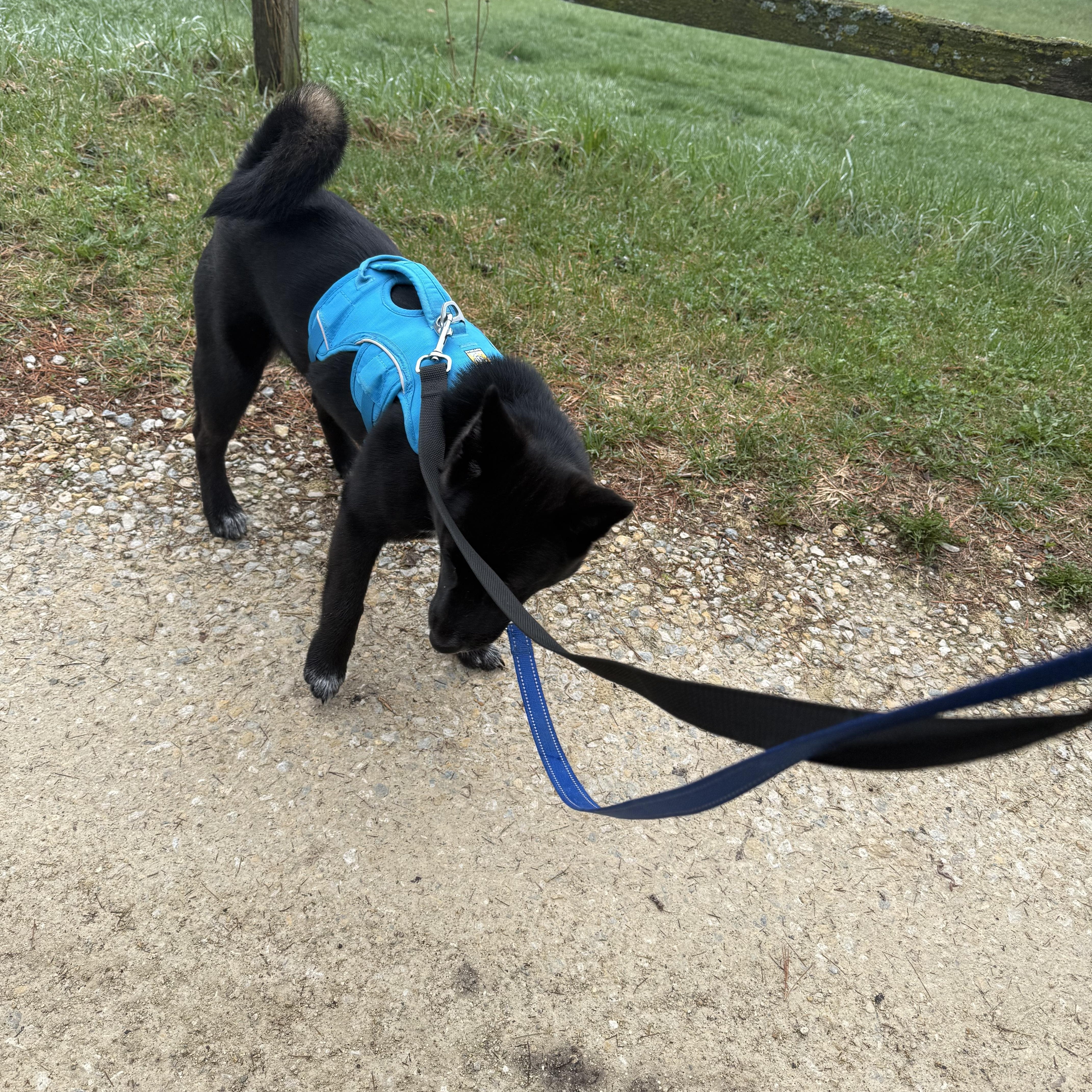 Enlarge Snow, a ADOPTABLE mixed breed in Davenport, IA image 5/6