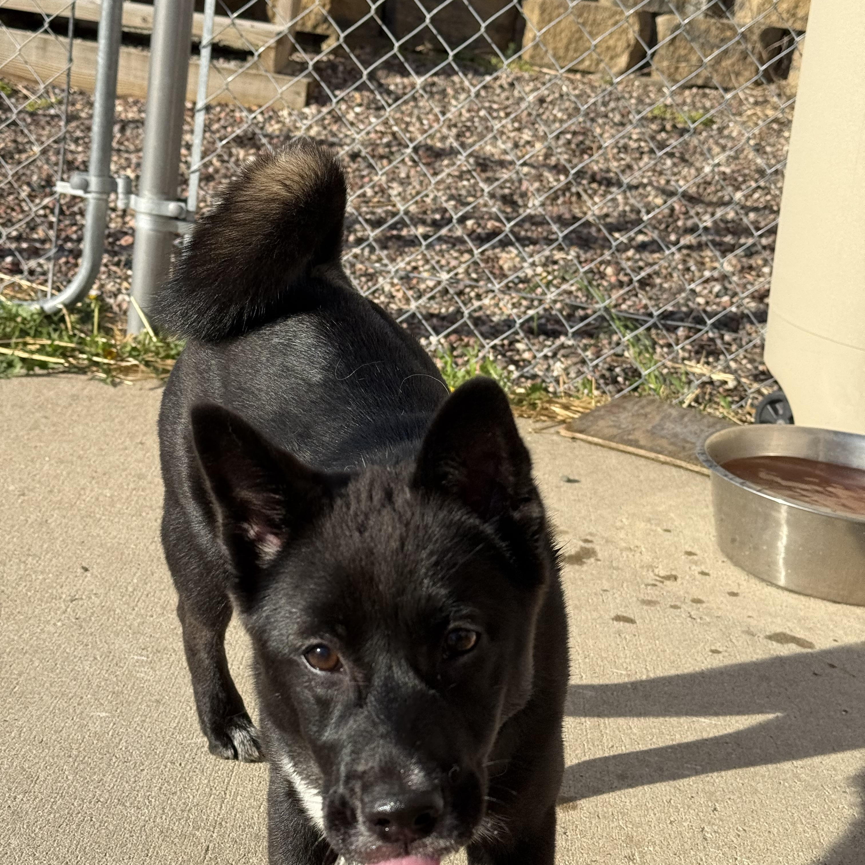 Enlarge Snow, a ADOPTABLE mixed breed in Davenport, IA image 2/6