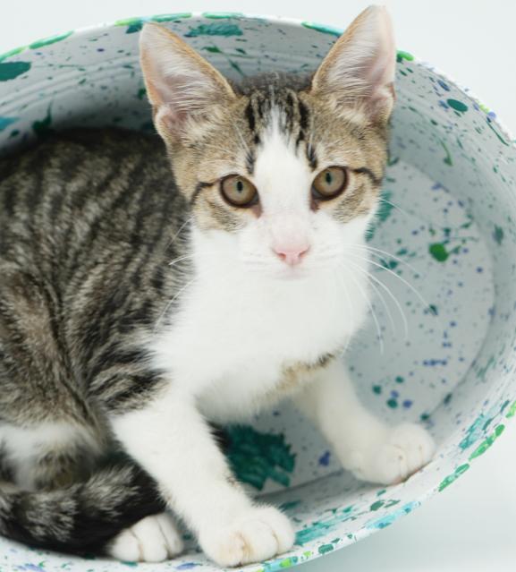 Collin is INCREDBLE - therapy kitten magic!