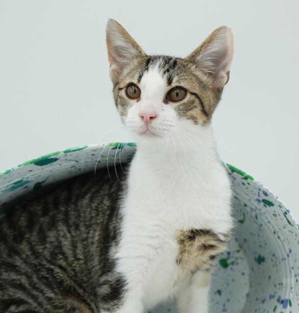Collin is INCREDBLE - therapy kitten magic!