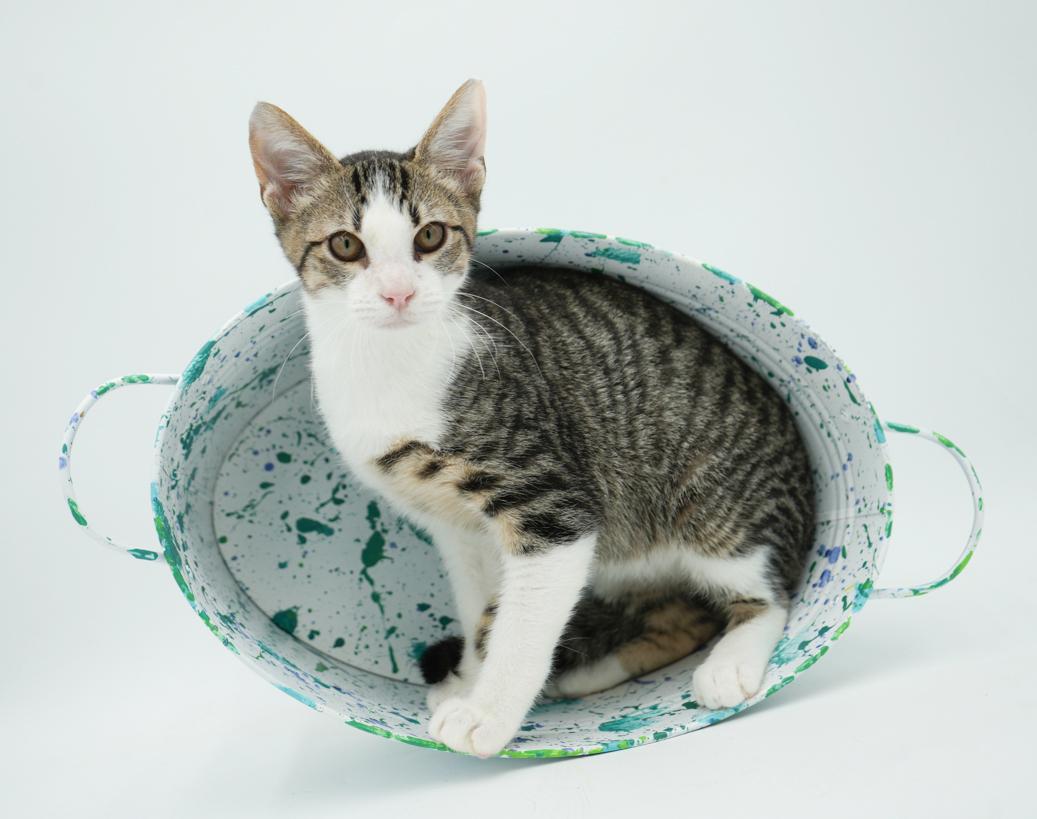 Collin is INCREDBLE - therapy kitten magic!
