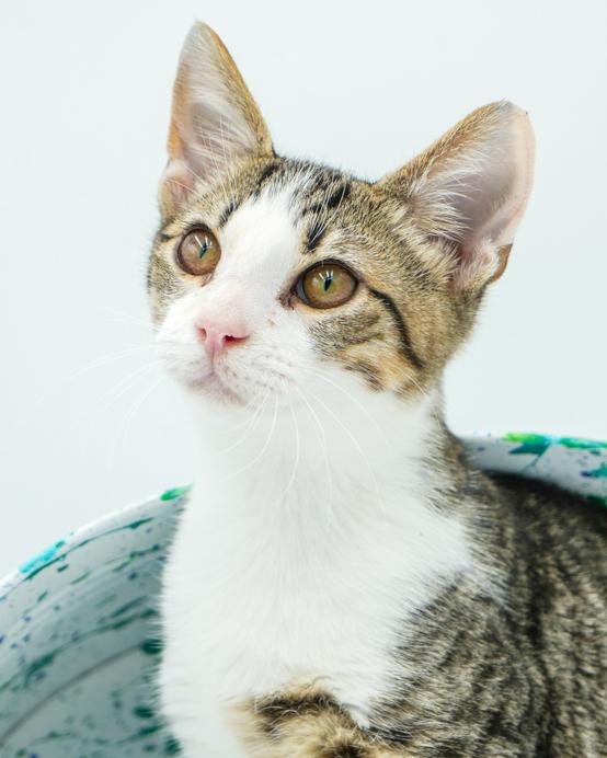 Collin is INCREDBLE - therapy kitten magic!